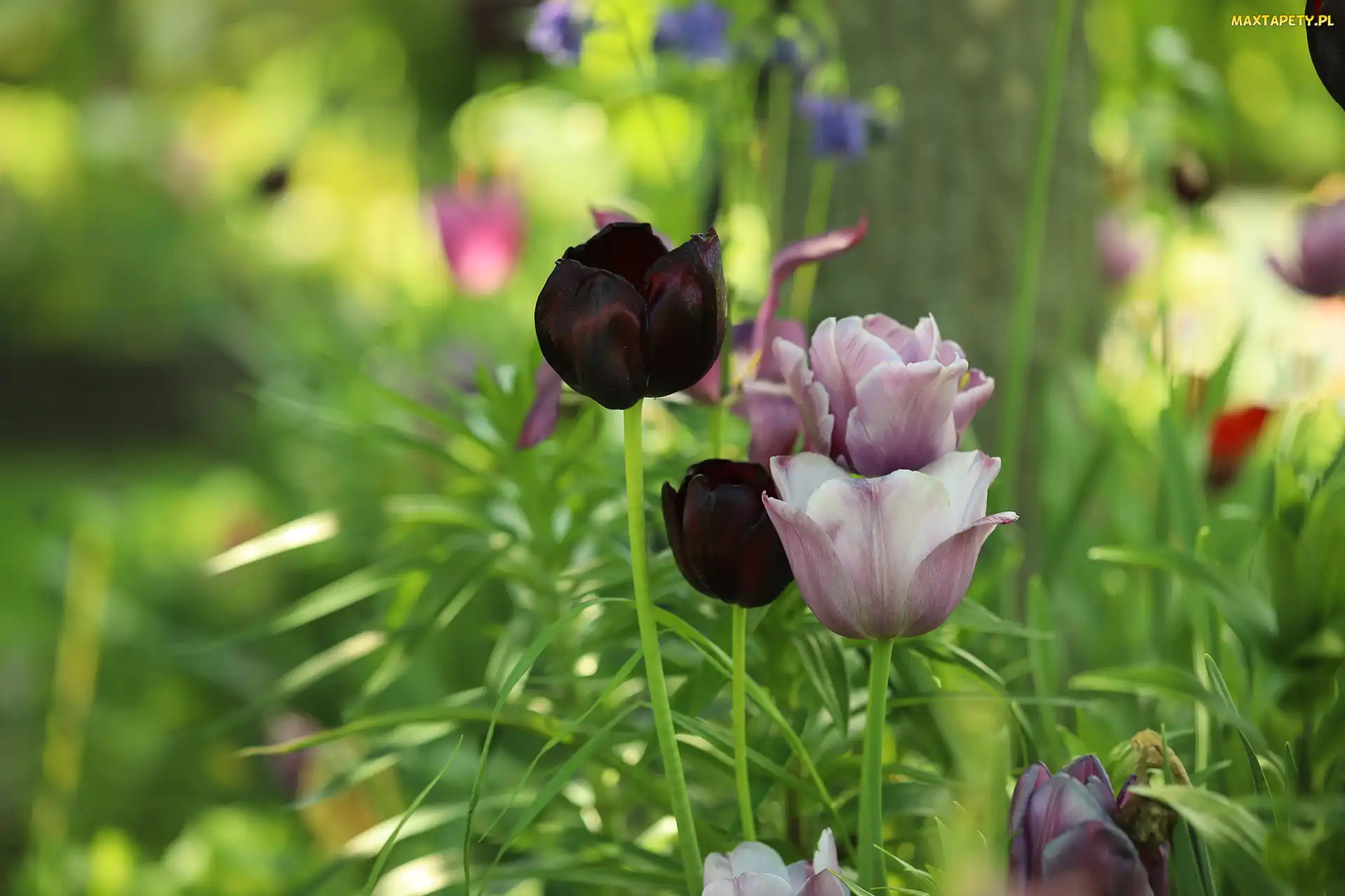 Fioletowe, Kwiaty, Tulipany