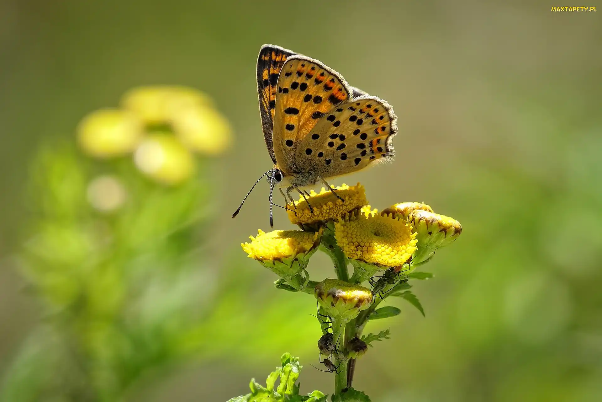 Motyl, Kwiaty, Żółte, Czerwończyk uroczek