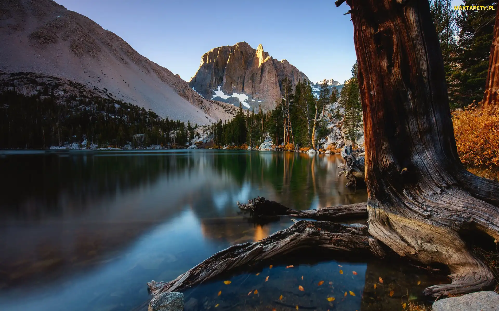 Drzewo, Jezioro Big Pine Lakes, Kalifornia, Lasy, Sierra Nevada, Stany Zjednoczone, Góry