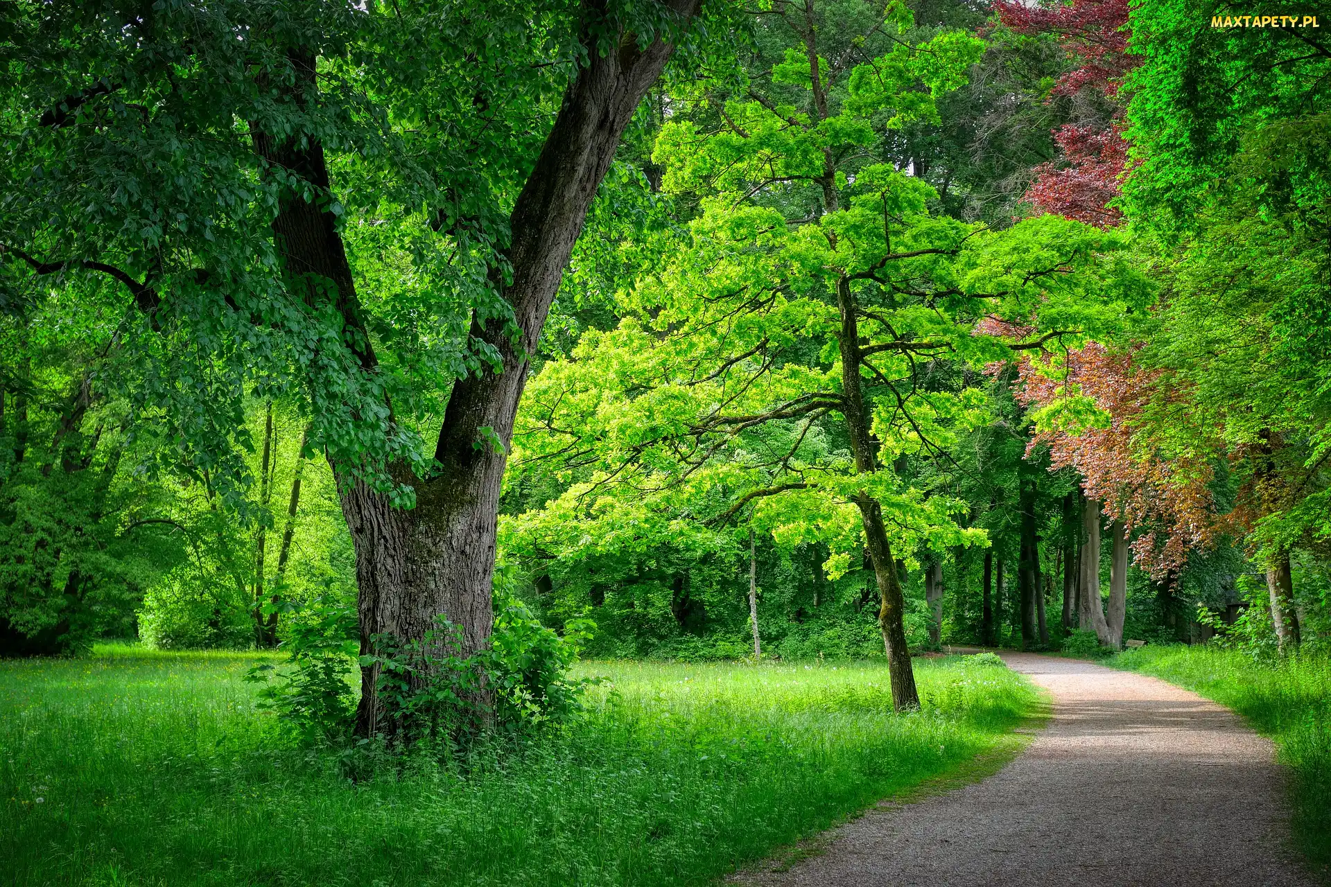 Drzewa, Zieleń, Ścieżka, Trawa, Park