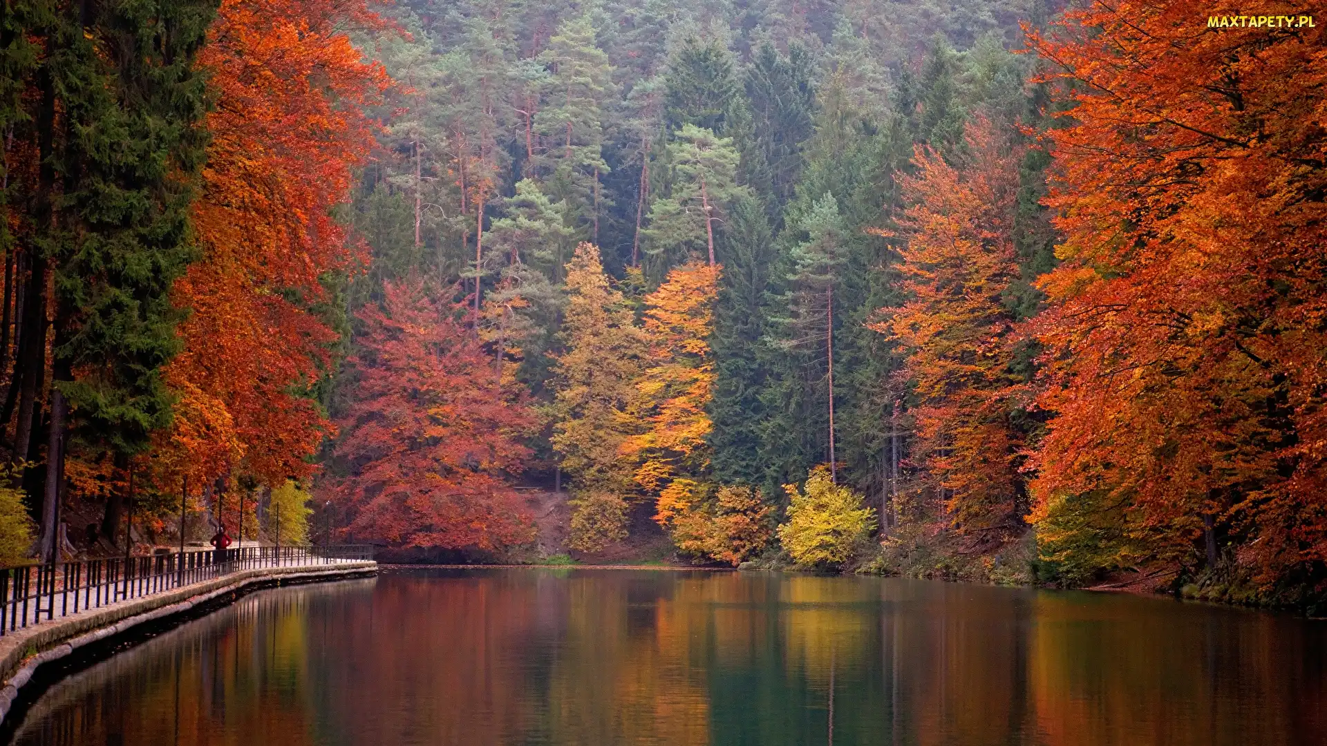 Las, Rzeka, Drzewa, Jesień