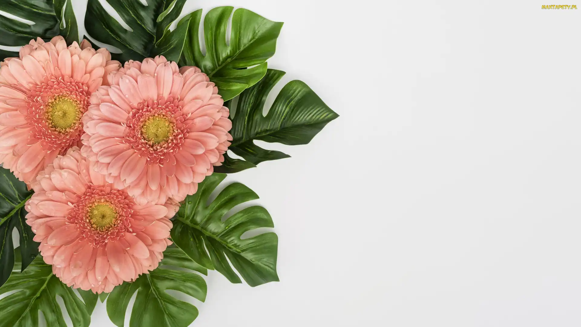 Tło, Białe, Gerbery, Kwiaty, Liście, Monstera