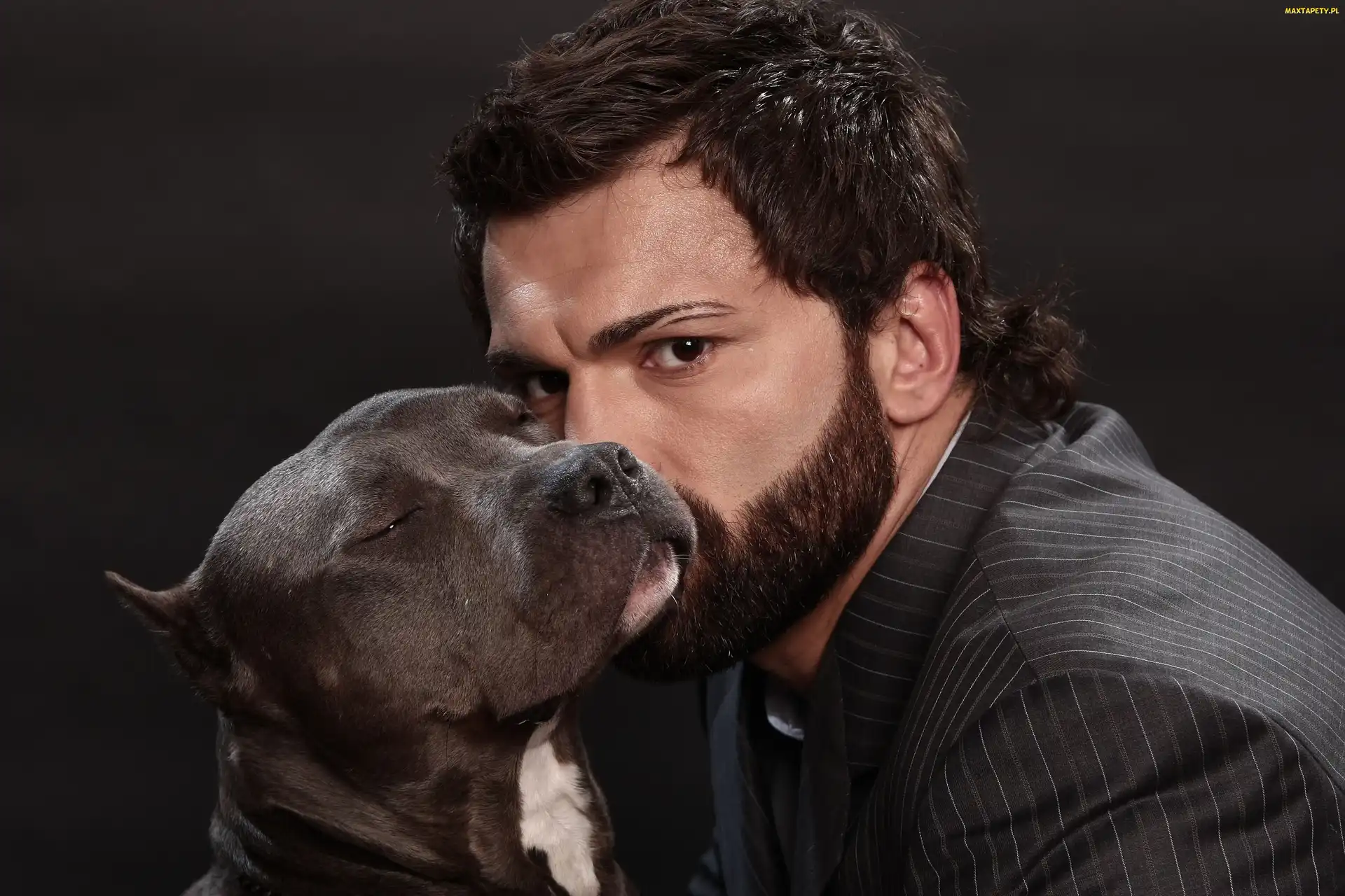 Amerykański pitbulterier, Pies, Andrei Arlovski, Pit Bull Terrier, MMA, Sportowiec, Sztuki walki