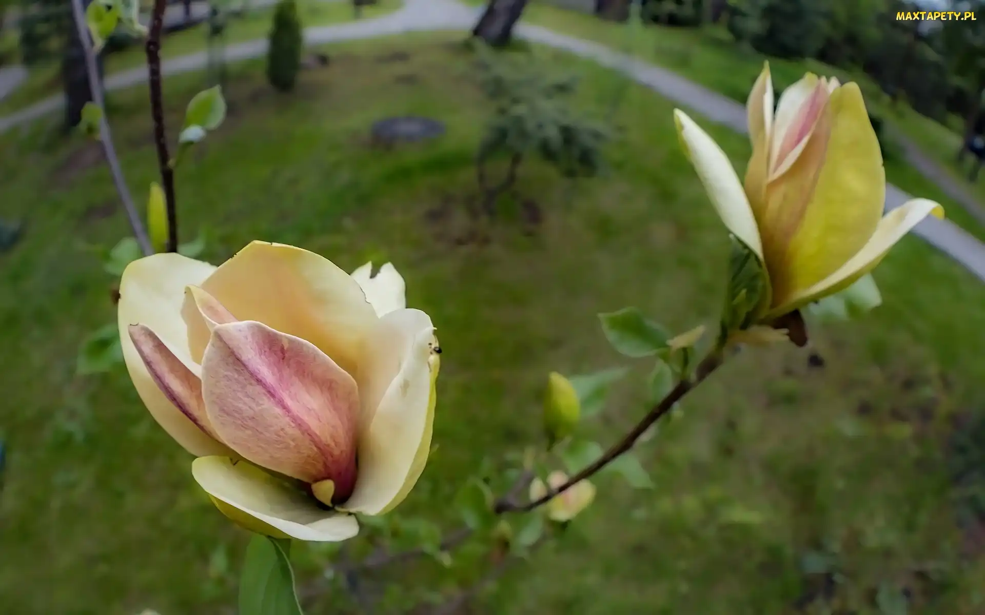 Kwiaty, Zbliżenie, Gałązki, Magnolia, Żółte