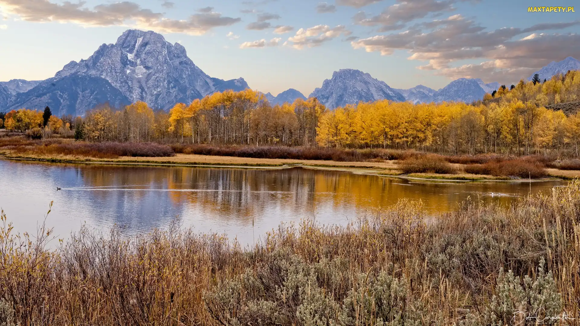 Park Narodowy Grand Teton, Stan Wyoming, Stany Zjednoczone, Jesień, Góry, Pożółkła, Drzewa, Teton Range, Topole osikowe, Jezioro, Trawa, Jackson Lake