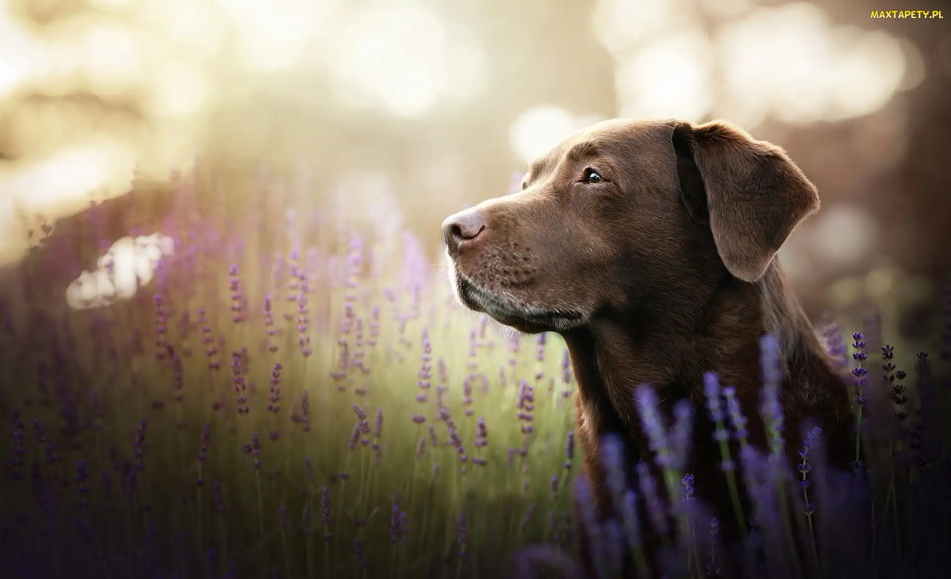 Pies, Lawenda, Labrador retriever