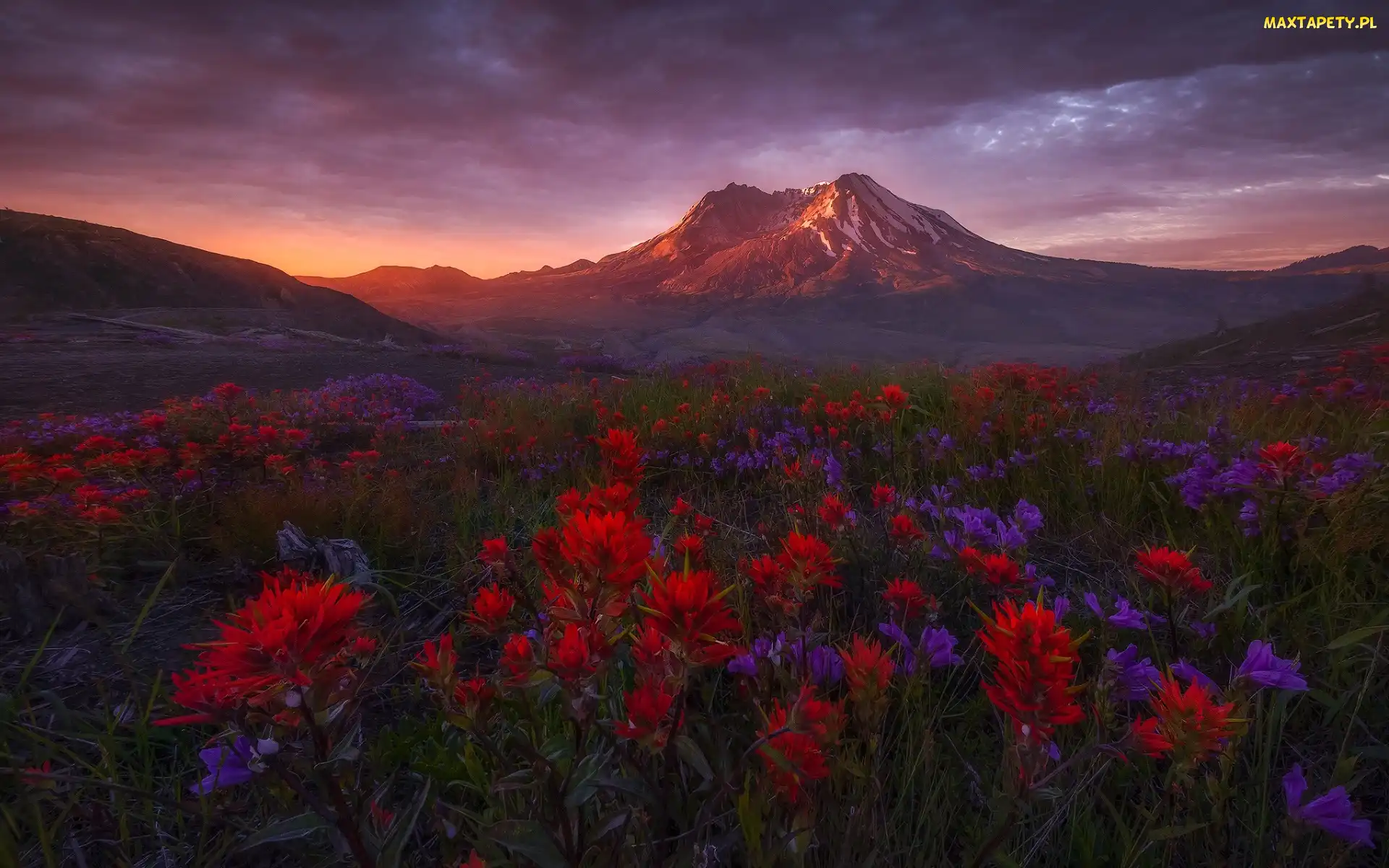 Kwiaty, Łąka, Stany Zjednoczone, Góra, Wulkan, Góry Kaskadowe, Drzewa, Stan Waszyngton, Castilleja, Zachód słońca, Mount St Helens