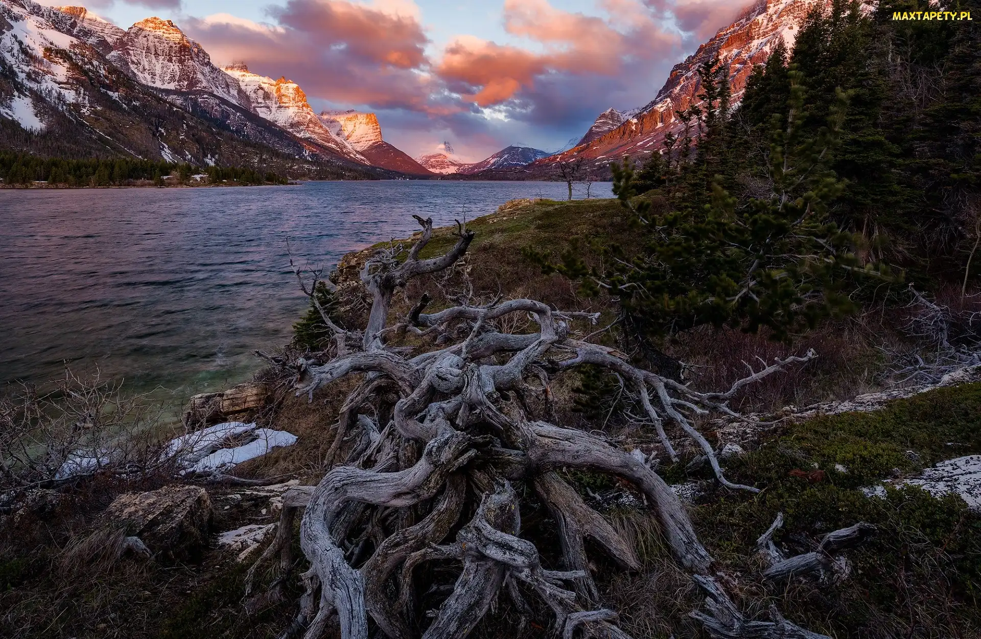Drzewa, Góry, Stan Montana, Konar, Jezioro St Mary Lake, Stany Zjednoczone, Park Narodowy Glacier