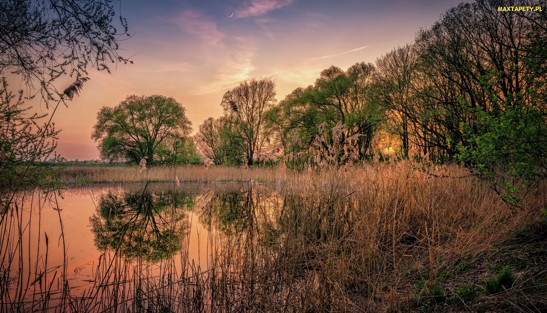 Jezioro, Wschód słońca, Szuwary, Księżyc, Drzewa
