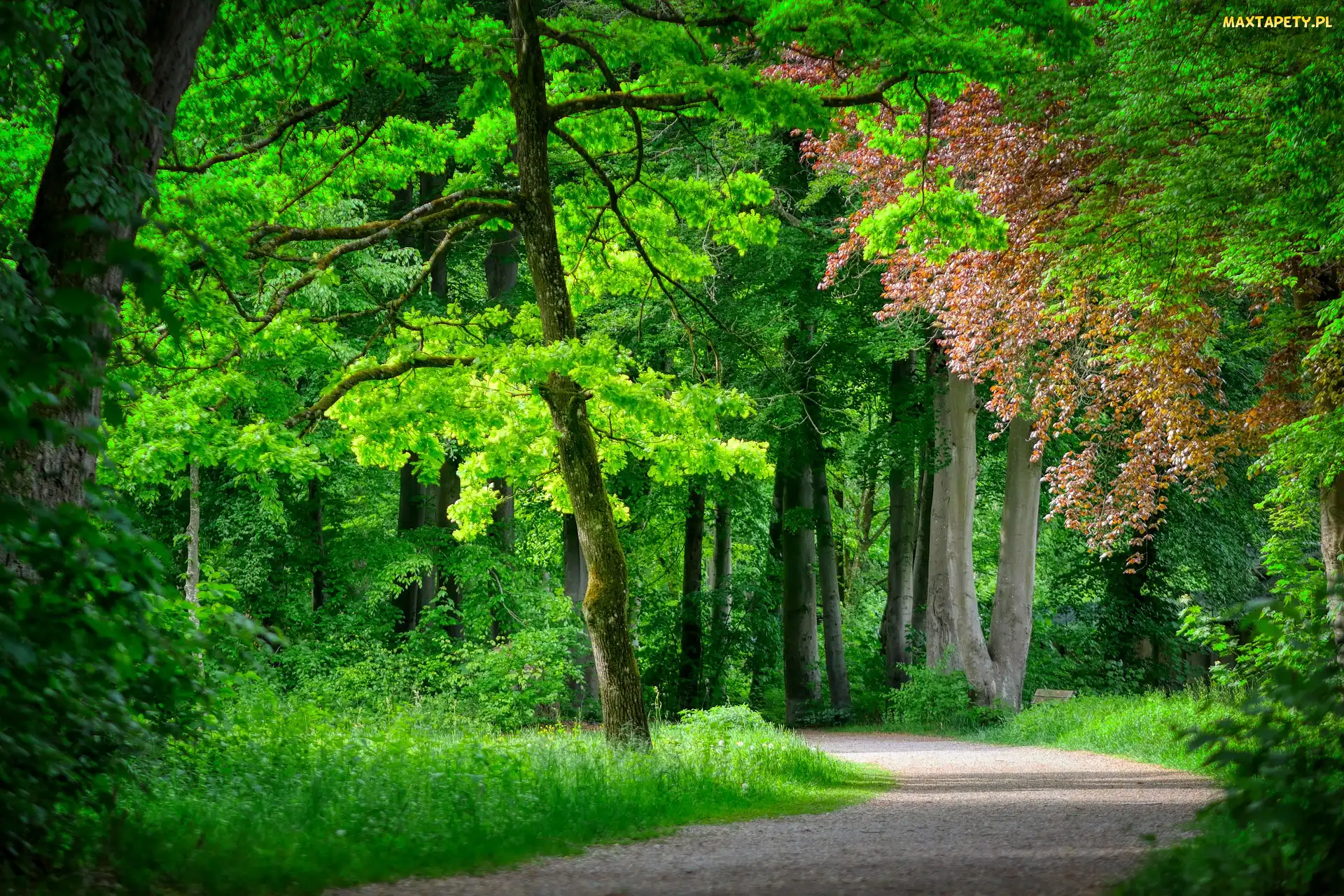 Drzewa, Park, Ścieżka