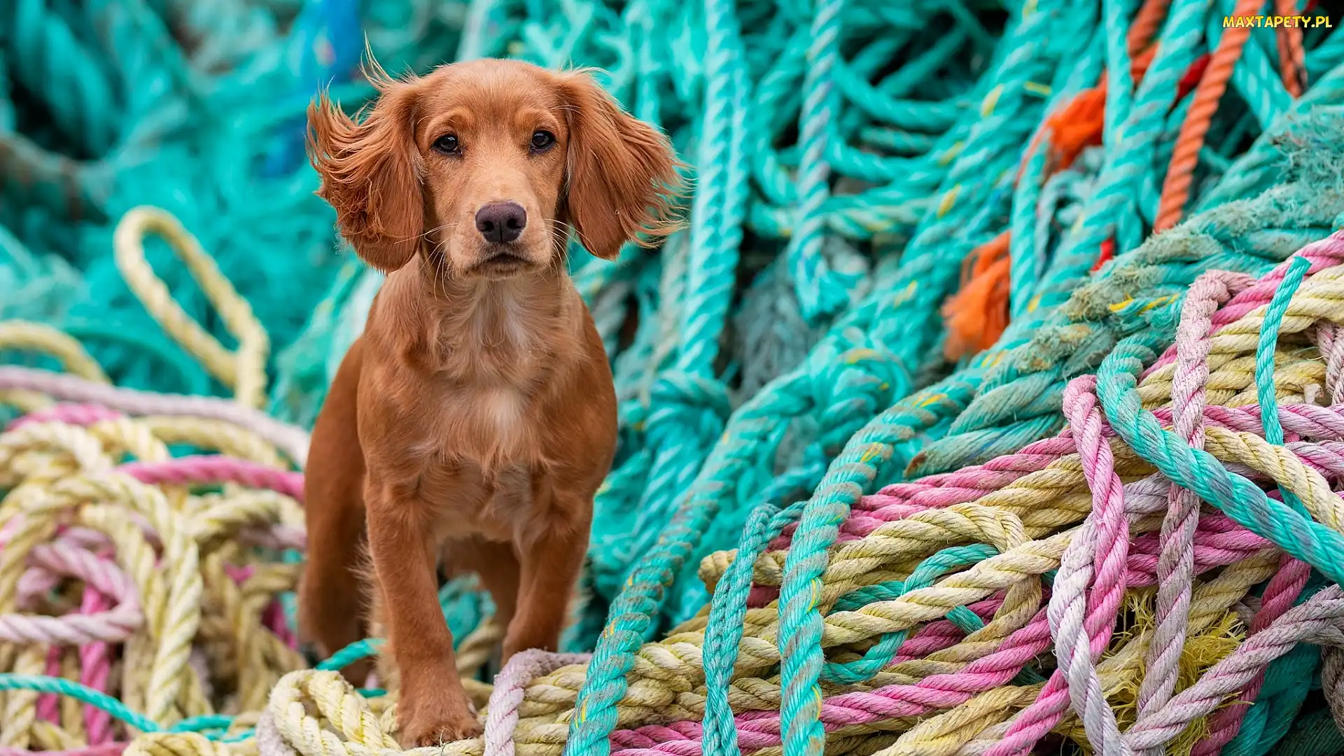 Liny, Kolorowe, Pies, Cocker spaniel
