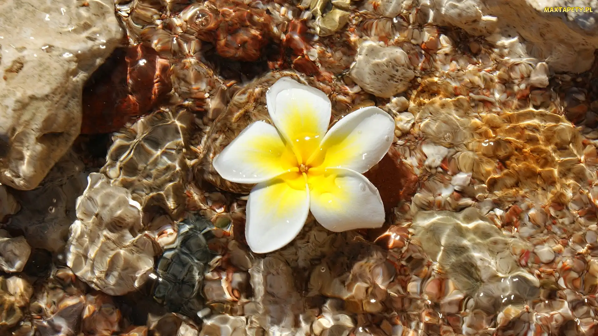 Kwiat, Kamienie, Woda, Plumeria