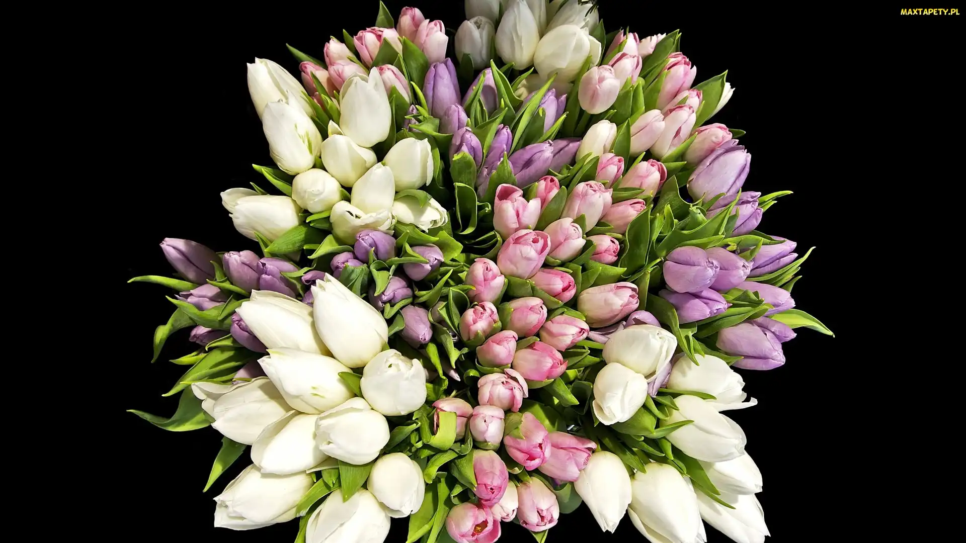 Kolorowy, Bukiet, Tulipany