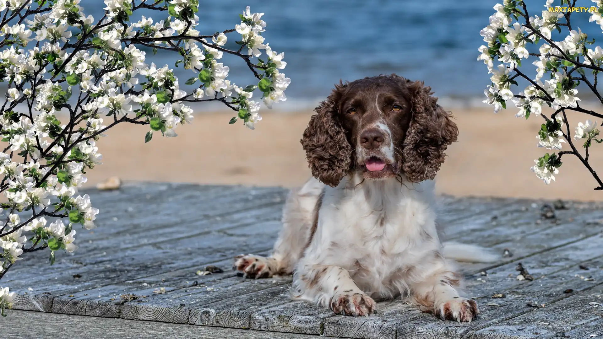 Pies, Gałązki, Deski, Okwiecone, Springer spaniel angielski