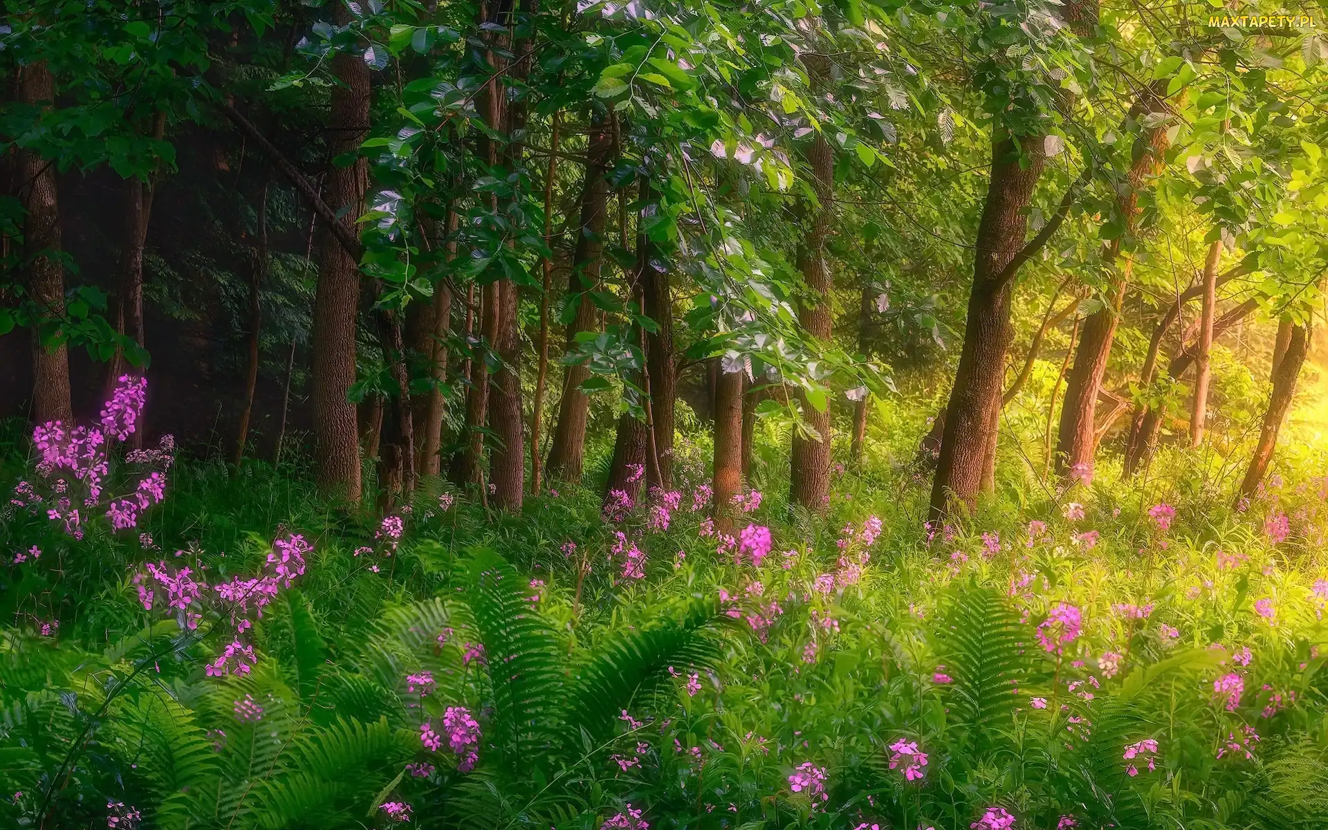 Park, Paprocie, Różowe, Kwiaty, Drzewa