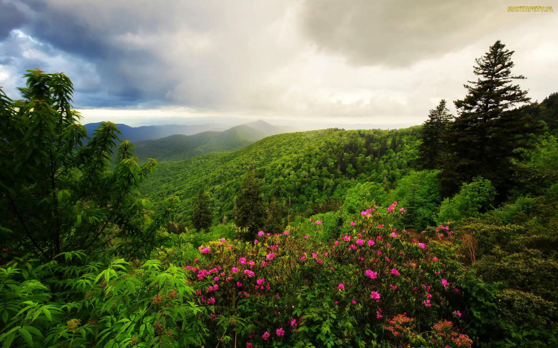 Stany Zjednoczone, Rododendrony, Krzewy, Karolina Północna, Chmury, Drzewa, Góry, Appalachy, Las, Kwiaty