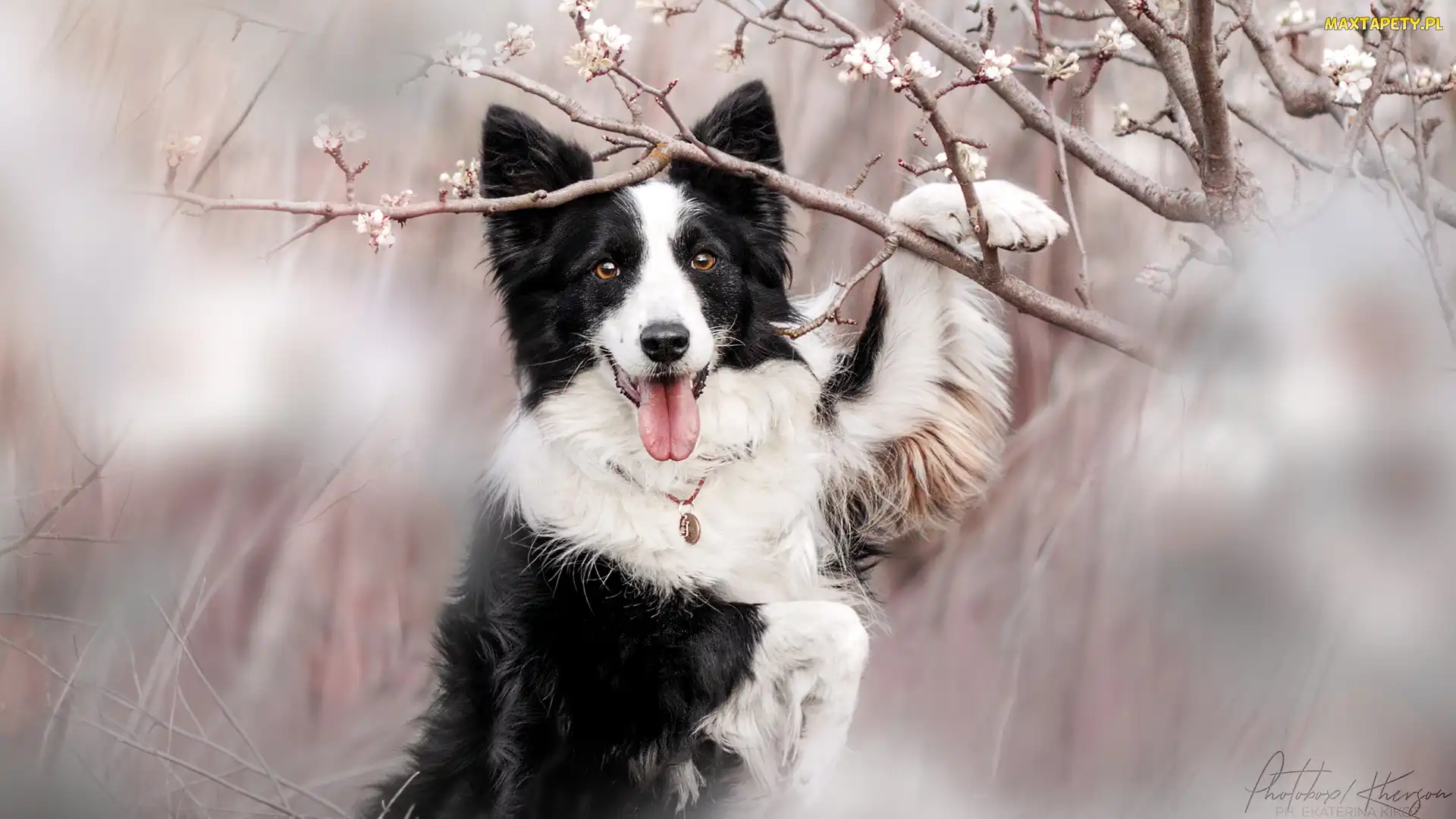 Biało-czarny, Gałązki, Border collie, Okwiecone, Pies