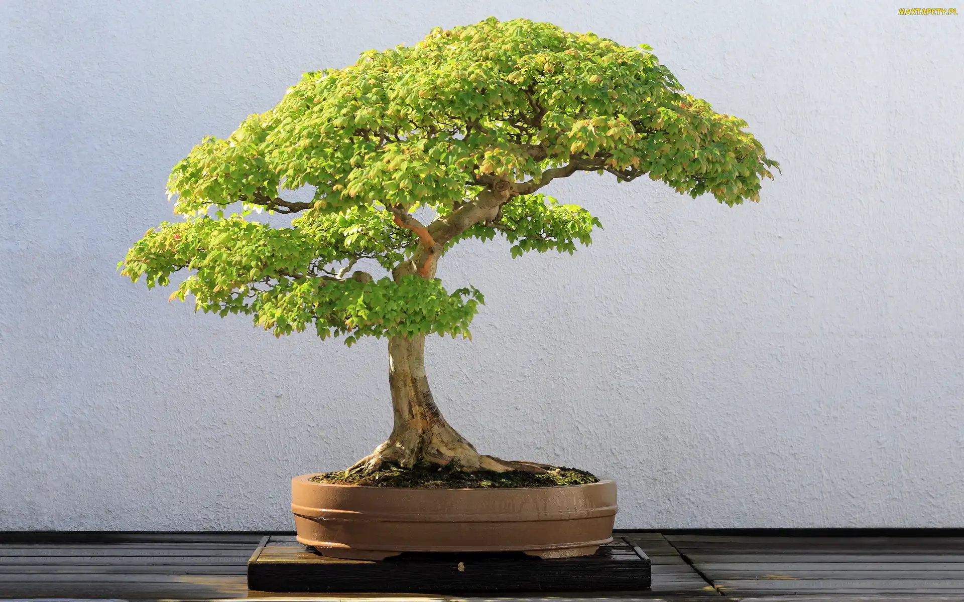 Zielone, Bonsai, Drzewko