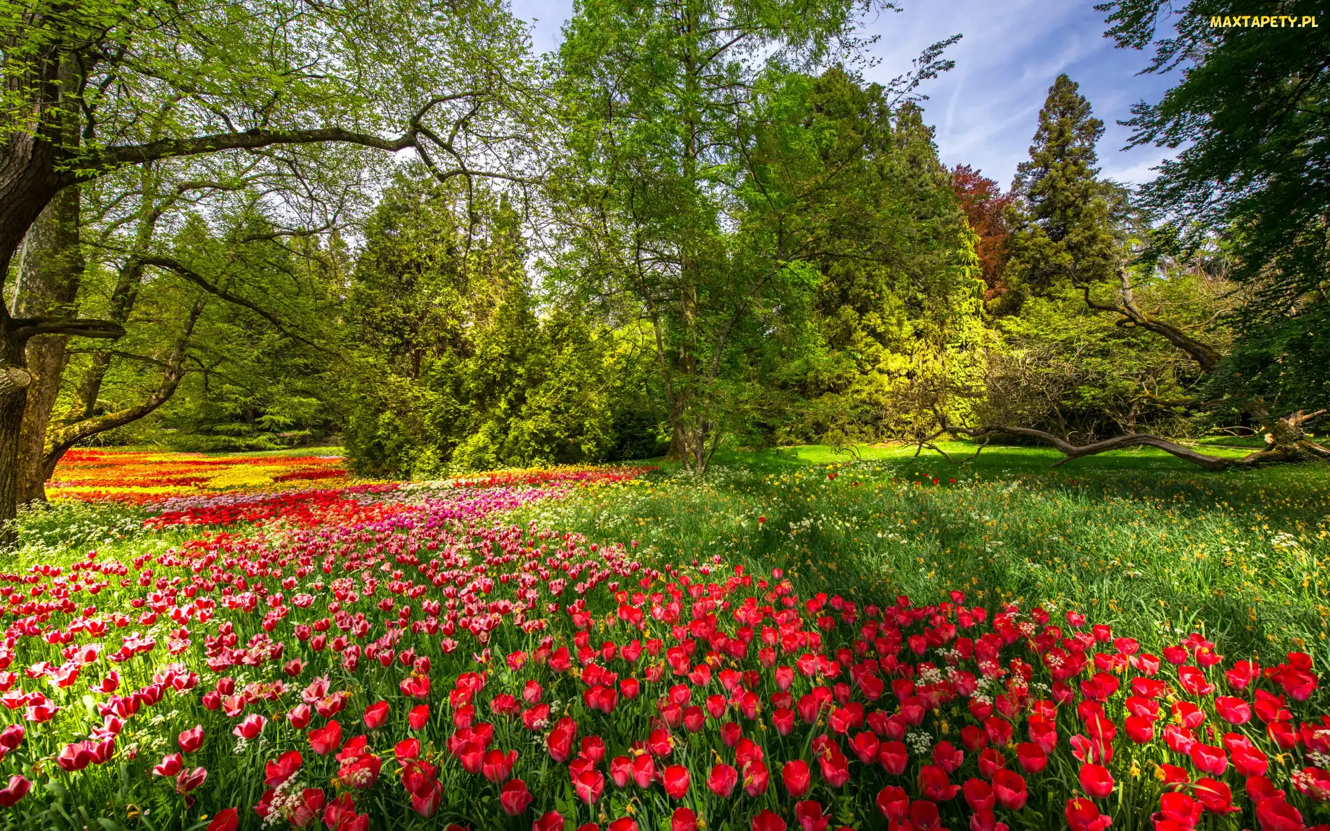 Kolorowe, Tulipany, Wiosna, Gałęzie, Badenia-Wirtembergia, Niemcy, Park, Wyspa Mainau, Kwiaty, Ogród, Drzewa