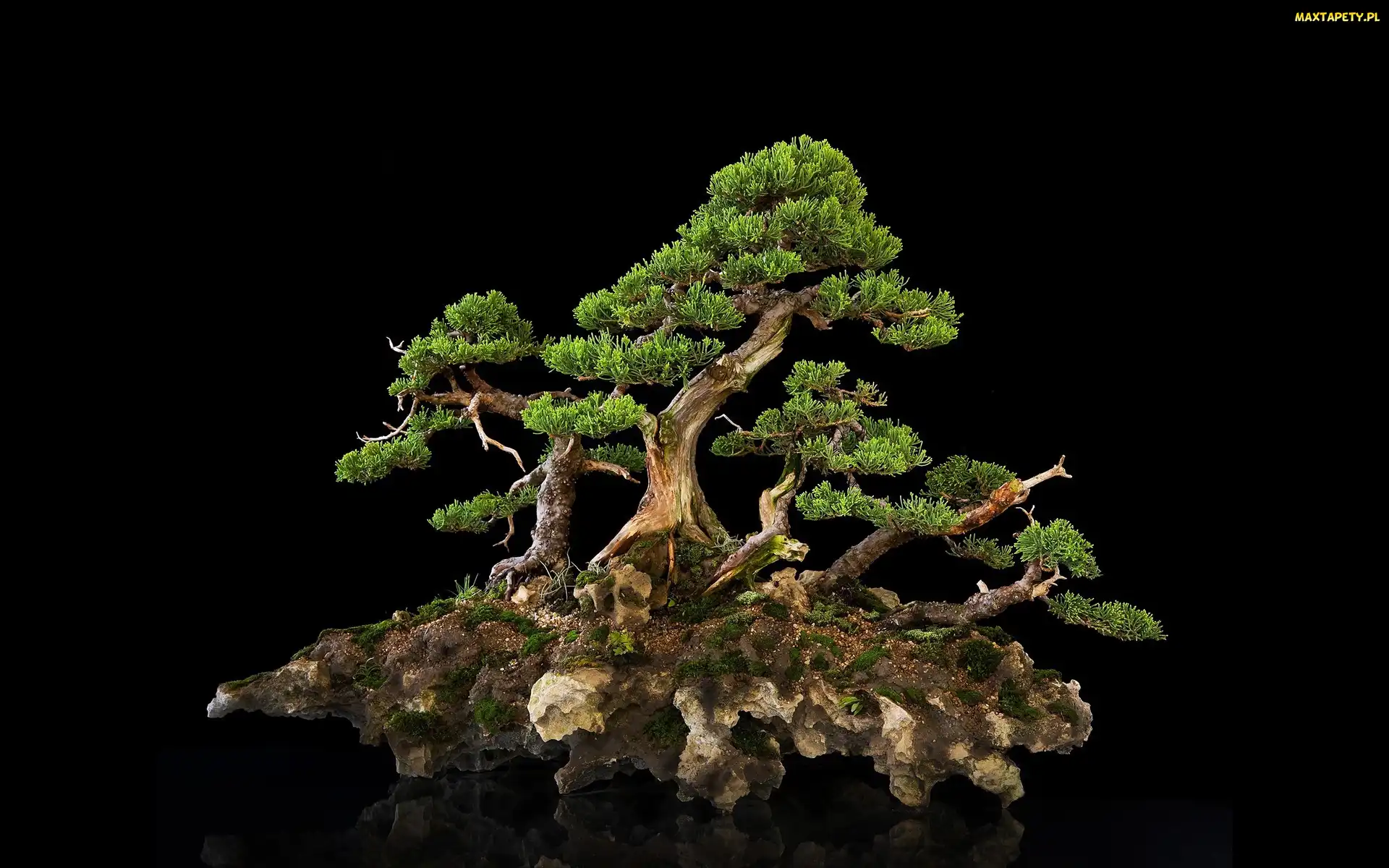 Tło, Ciemne, Drzewko, Bonsai