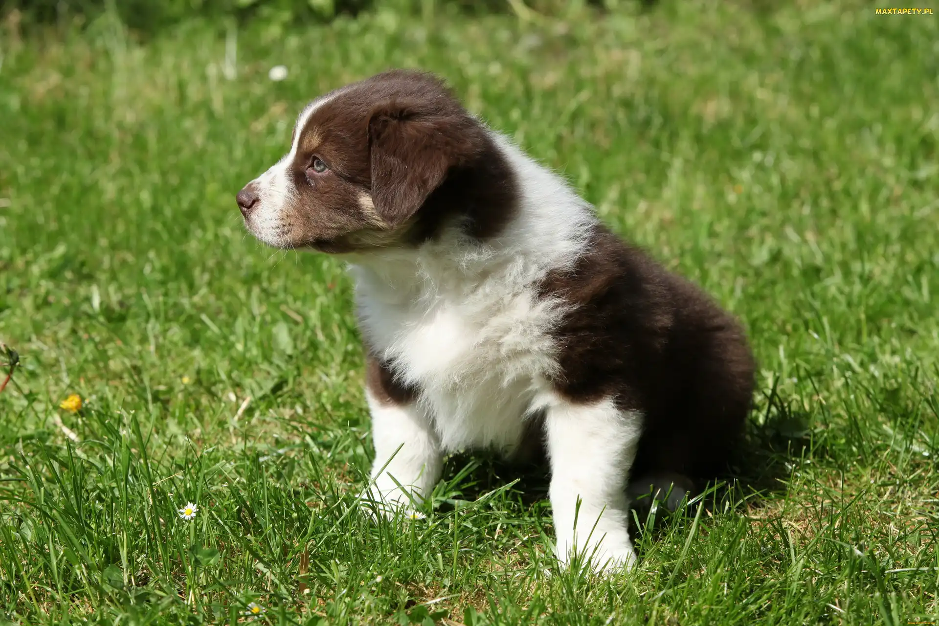 Trawa, Border collie, Pies, Szczeniak