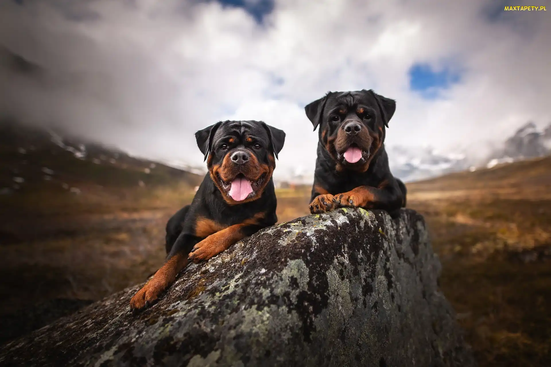 Kamień, Rottweilery, Dwa, Psy