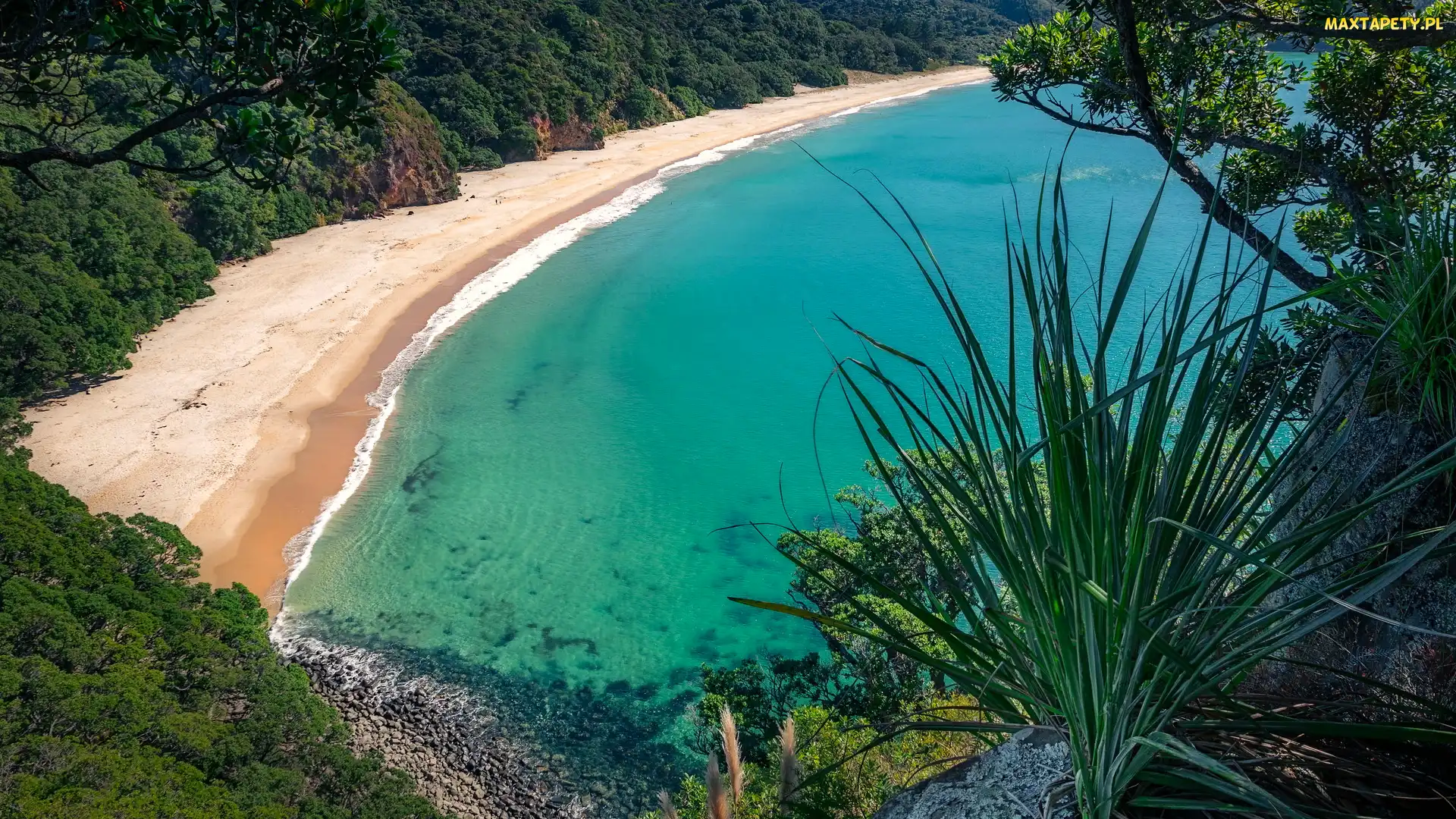 New Chums Beach, Wainuiototo Bay, Plaża, Zatoka, Whangapoua, Wybrzeże, Nowa Zelandia, Rośliny