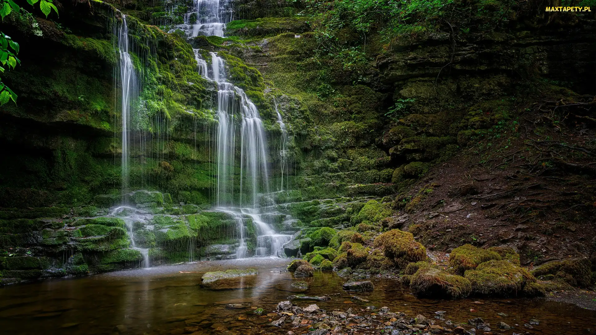 Wodospad, Hrabstwo North Yorkshire, Kamienie, Anglia, Rośliny, Skały, Scaleber Force Falls, Park Narodowy Yorkshire Dales, Omszałe