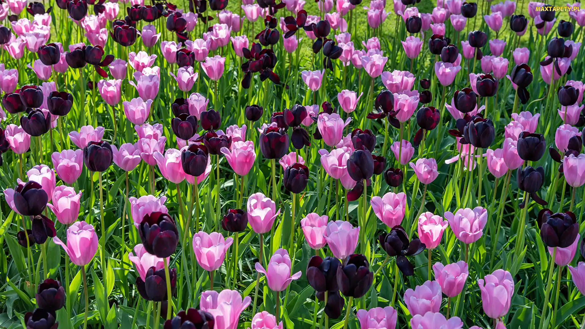 Różowe, Tulipany, Bordowe