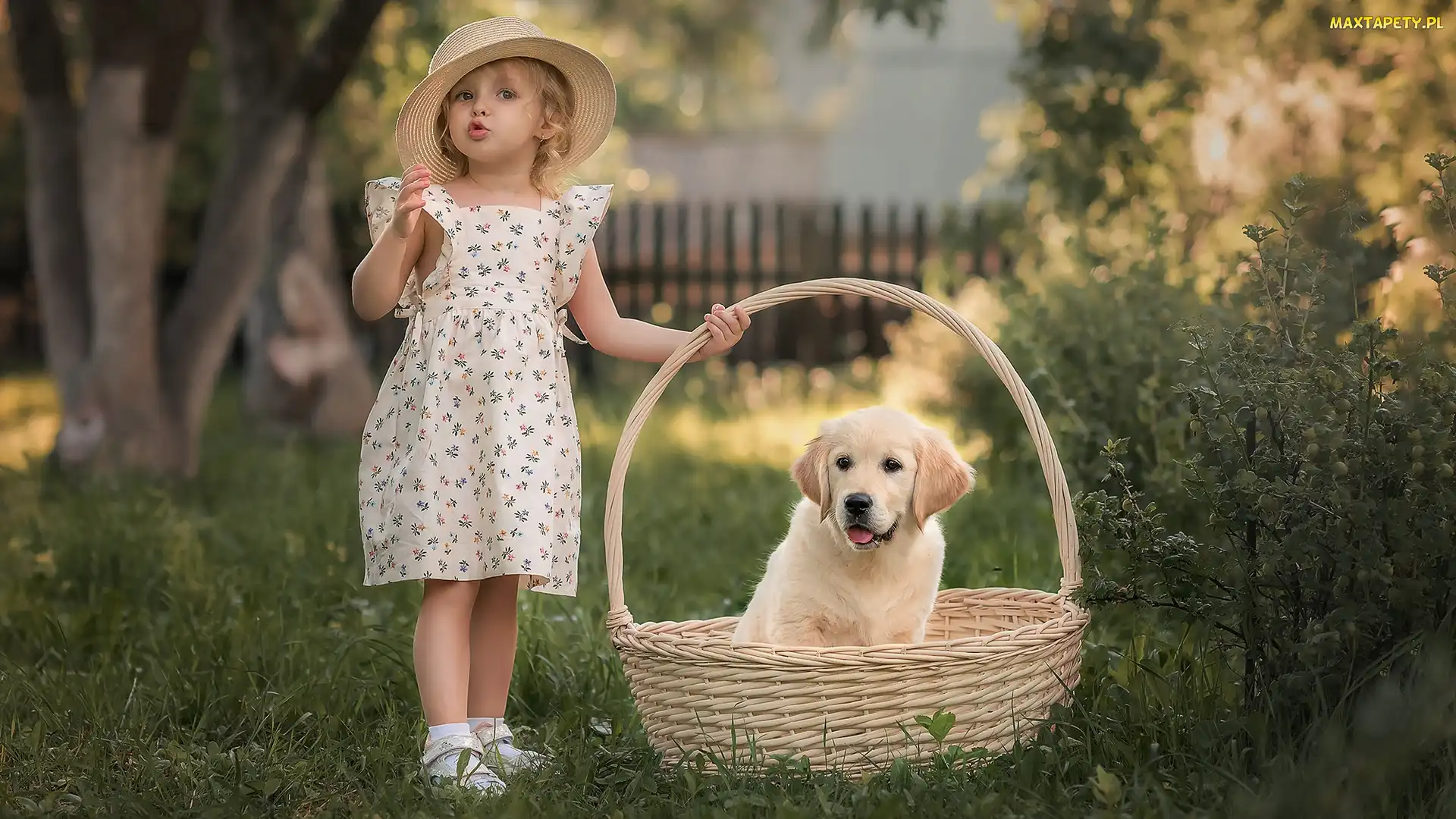 Dziewczynka, Kapelusz, Golden retriever, Pies, Szczeniak, Koszyk
