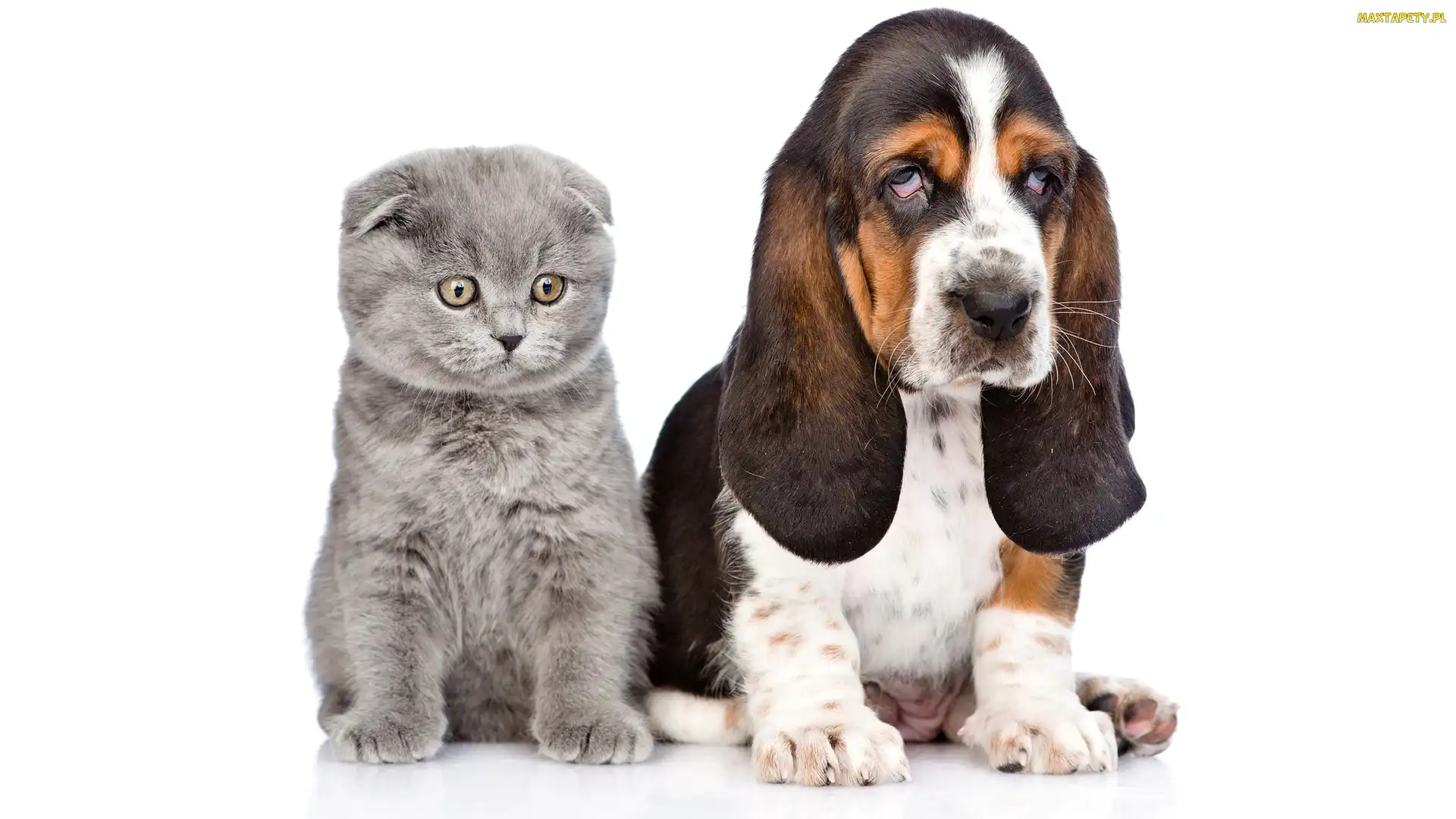 Pies, Kot szkocki zwisłouchy, Basset hound, Szary, Szczeniak