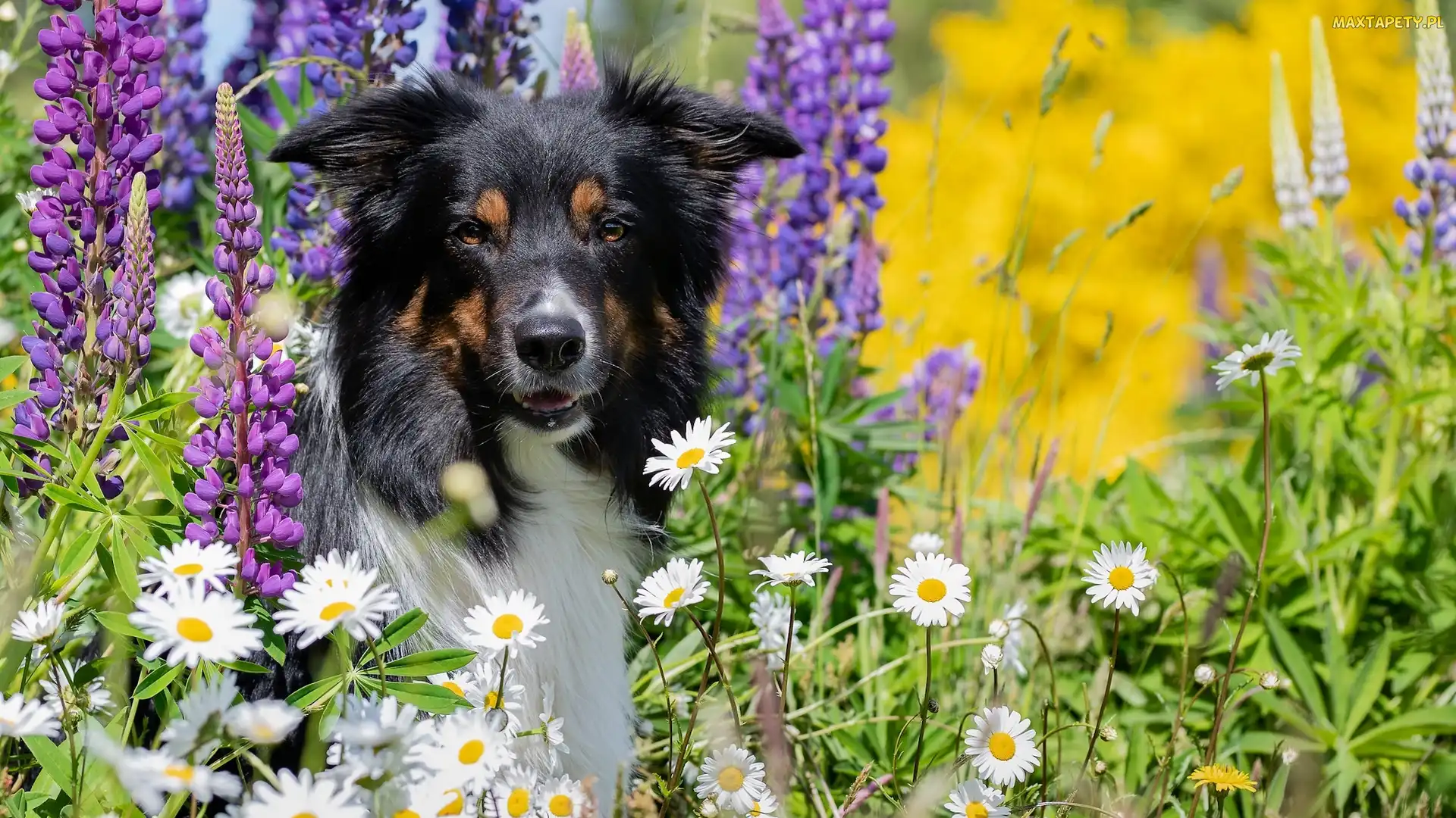 Trawa, Margerytki, Border collie, Pies, Kwiaty, Łubin