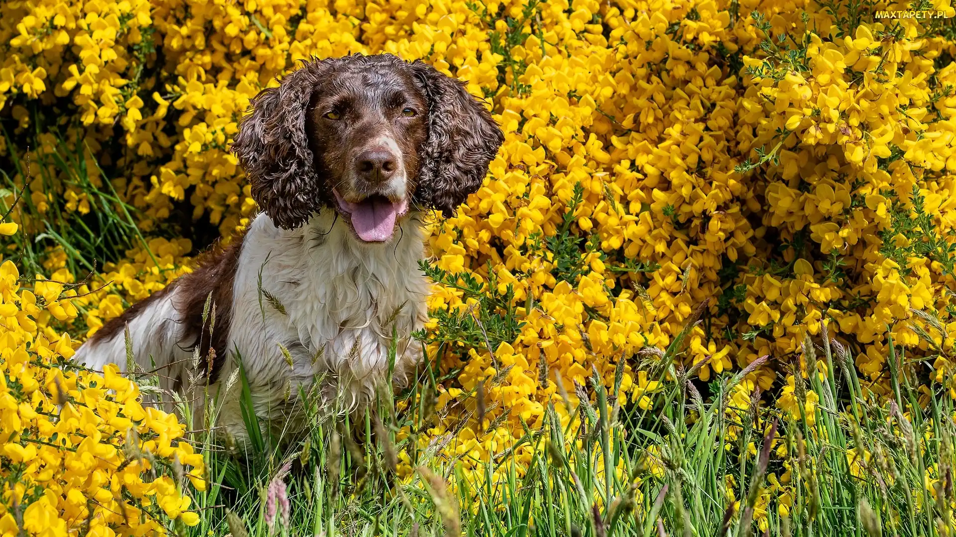 Pies, Kwiaty, Żółte, Springer spaniel angielski