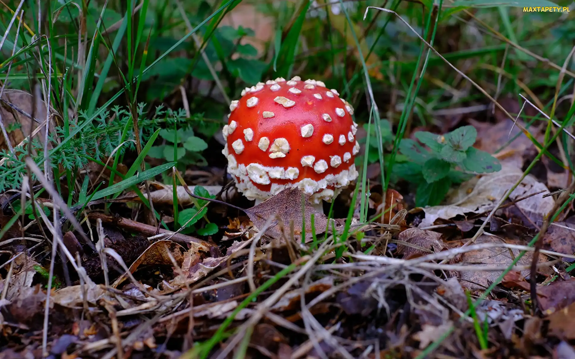 Muchomor, Ściółka leśna, Grzyb
