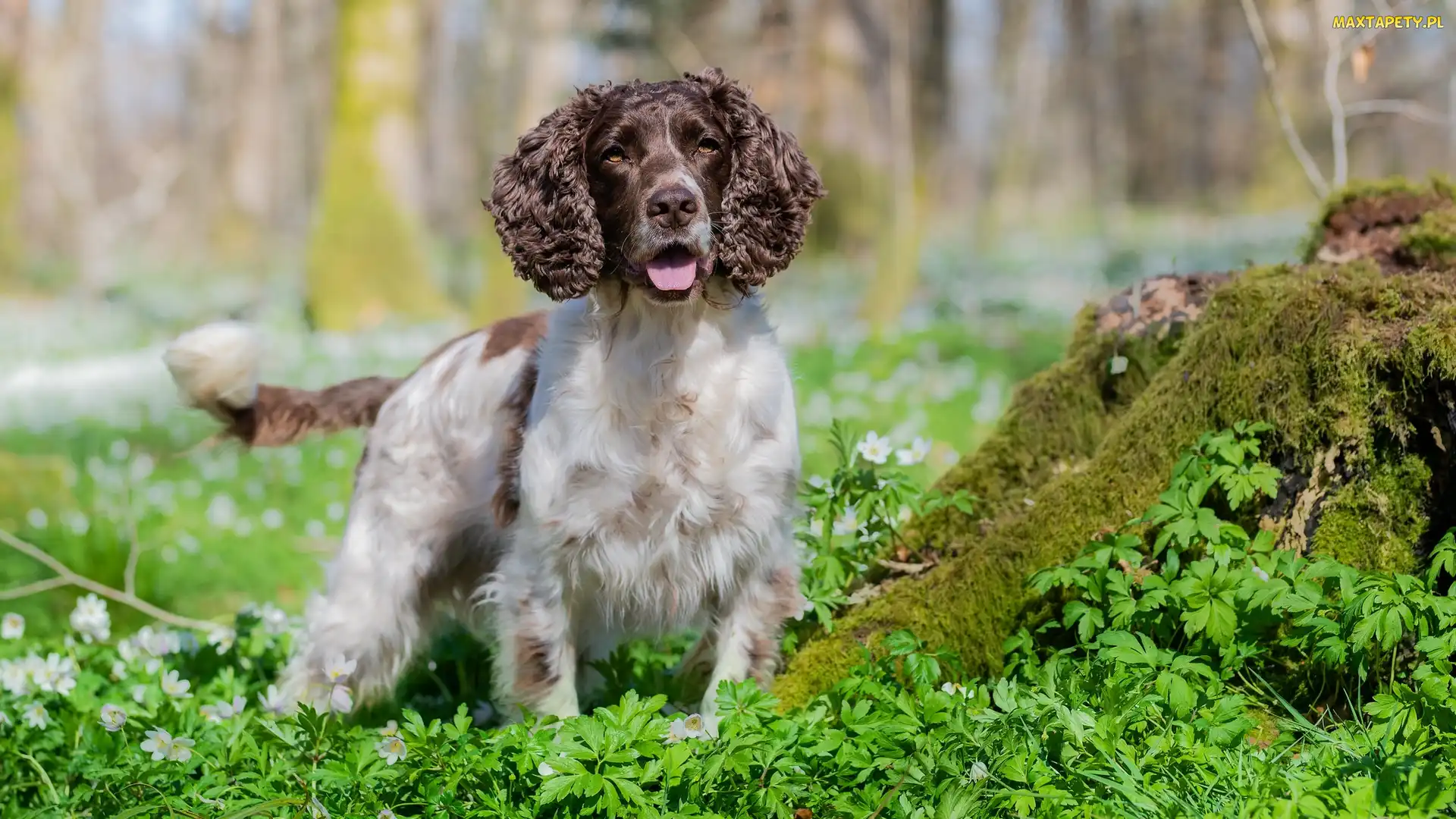 Mech, Trawa, Pies, Springer spaniel angielski