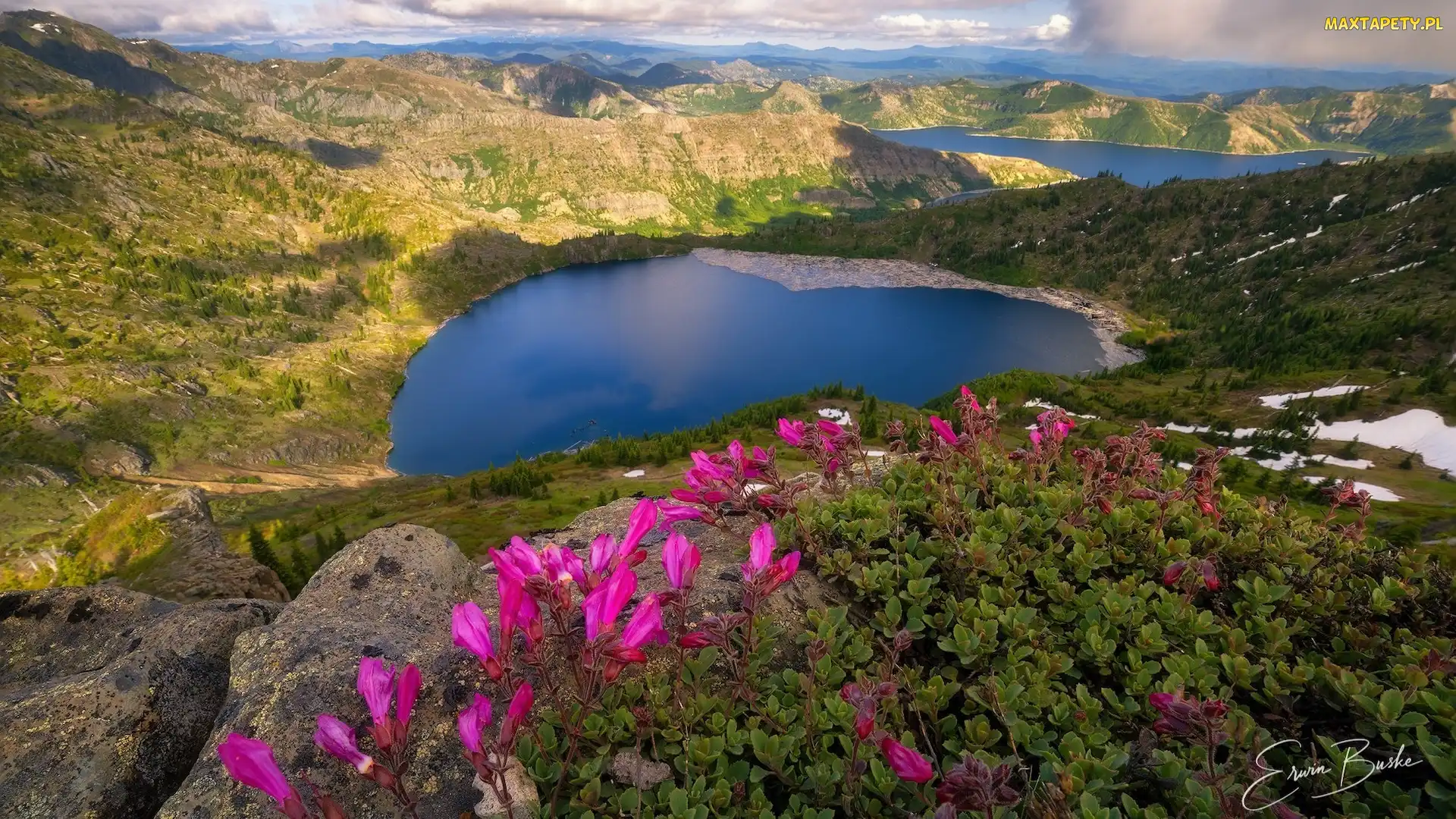 St. Helens Lake, Skały, Jezioro, Góry, Stany Zjednoczone, Różowe, Kwiaty, Stan Waszyngton, Spirit Lake