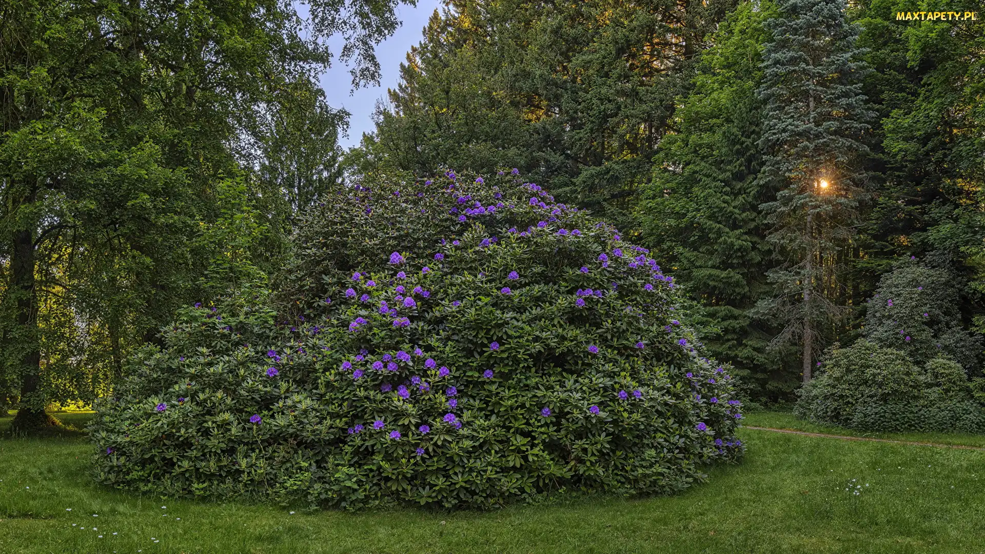Park, Drzewa, Promienie słońca, Rhododendron, Ścieżka, Różanecznik