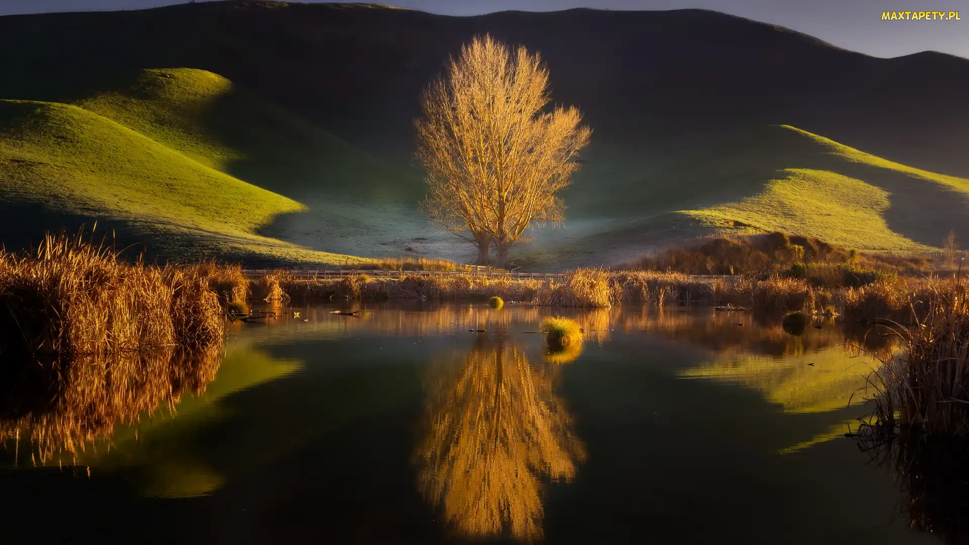 Mokradło, Hawkes Bay, Odbicie, Nowa Zelandia, Pekapeka Wetland, Trawa, Staw, Wzgórze, Drzewa