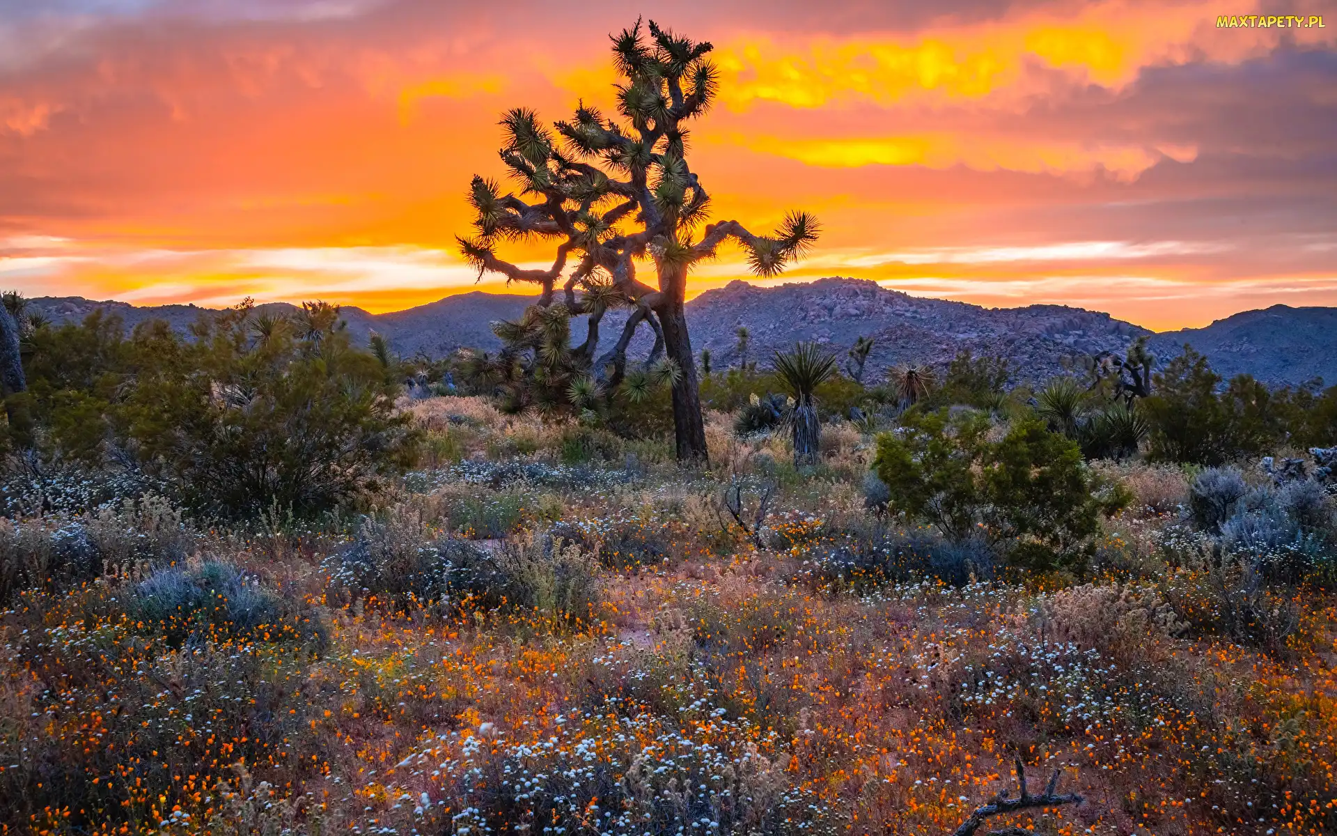Zachód słońca, Drzewo Jozuego, Stany Zjednoczone, Park Narodowy Joshua Tree, Kalifornia, Kwiaty
