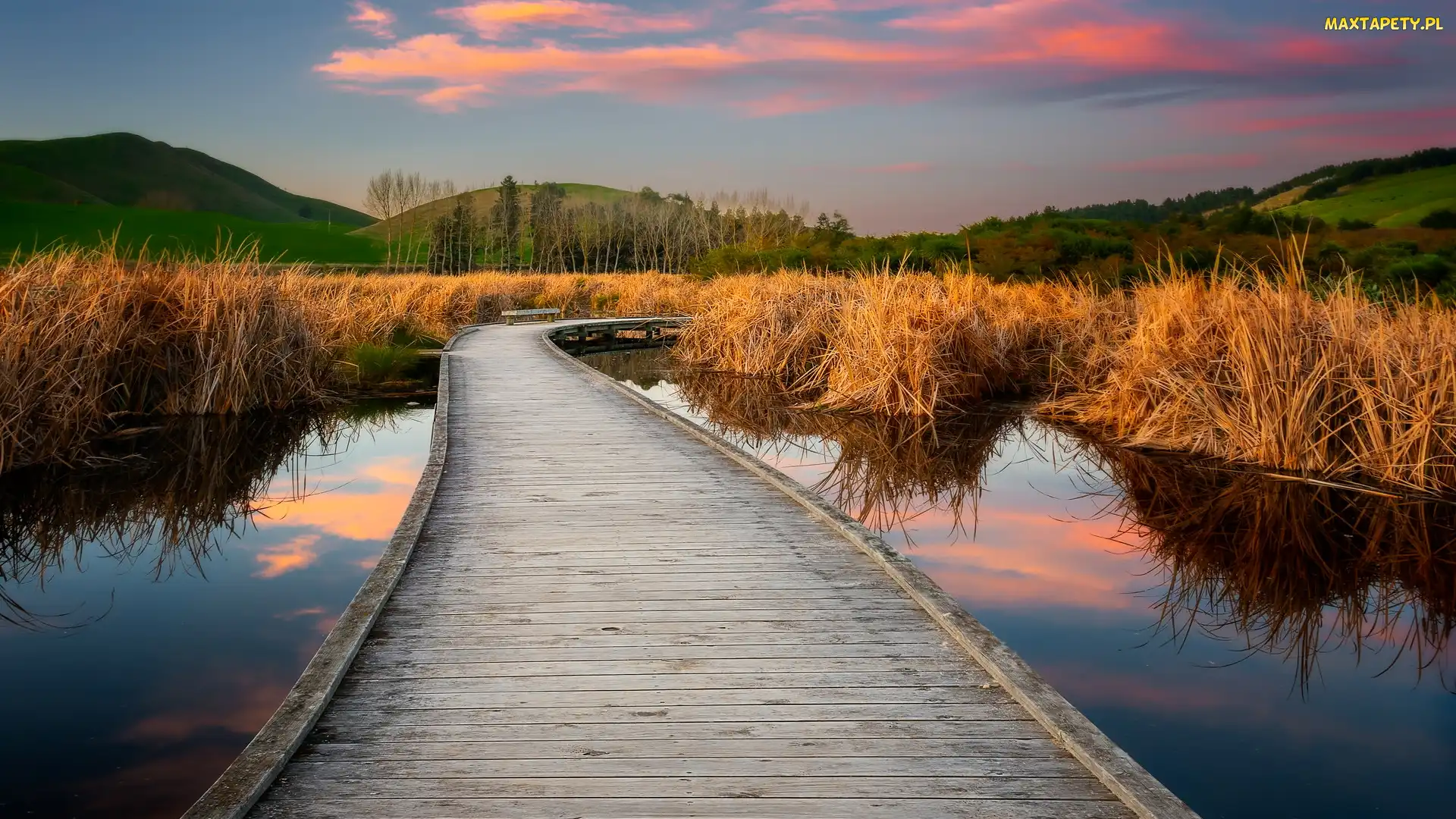 Bagno, Pożółkłe, Mokradło, Pomost, Nowa Zelandia, Poukawa, Trawy, Hawkes Bay, Pekapeka Wetlands
