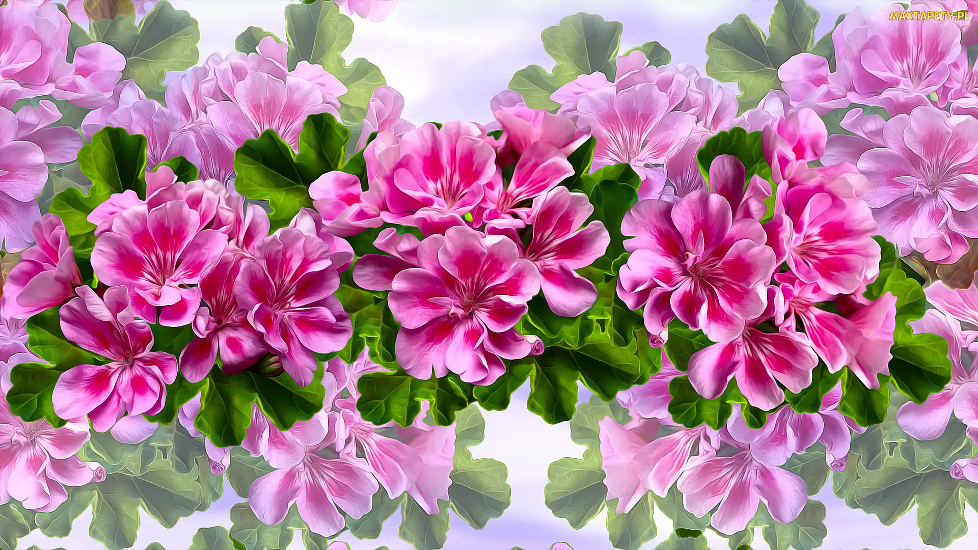 Grafika, Pelargonie, Kwiaty, Różowe