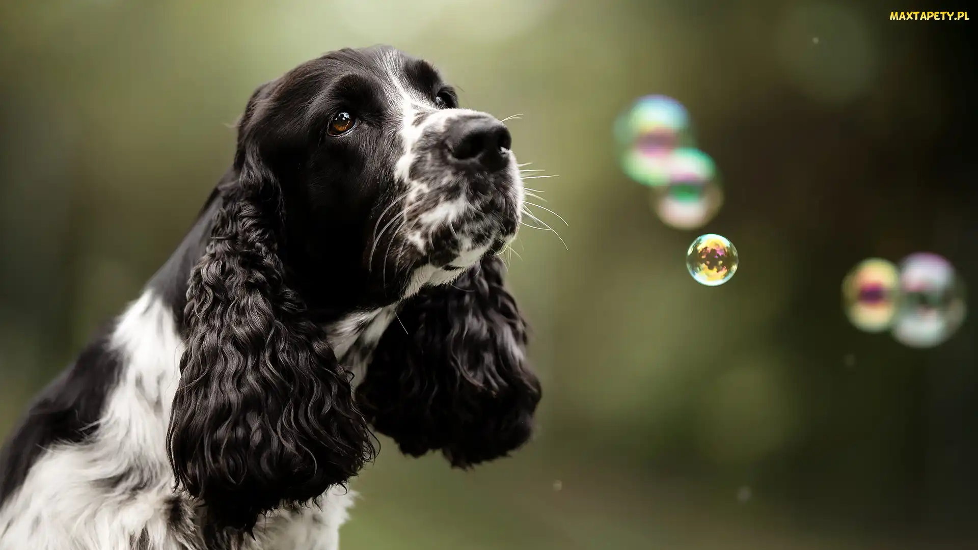 Bańki, Cocker spaniel angielski, Czarno-biały, Pies