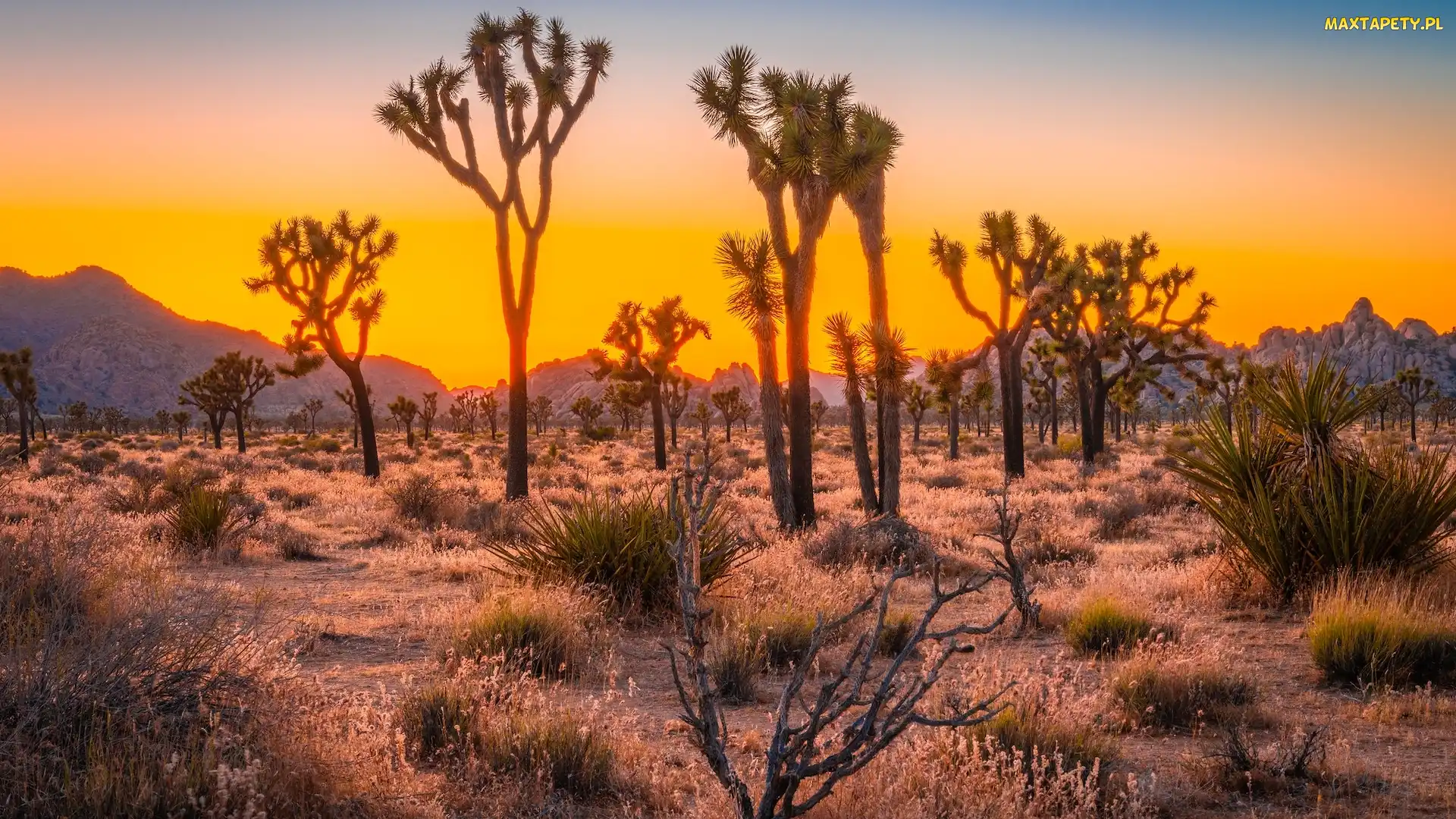 Stany Zjednoczone, Kalifornia, Drzewa Jozuego, Zachód słońca, Kwiaty, Park Narodowy Joshua Tree