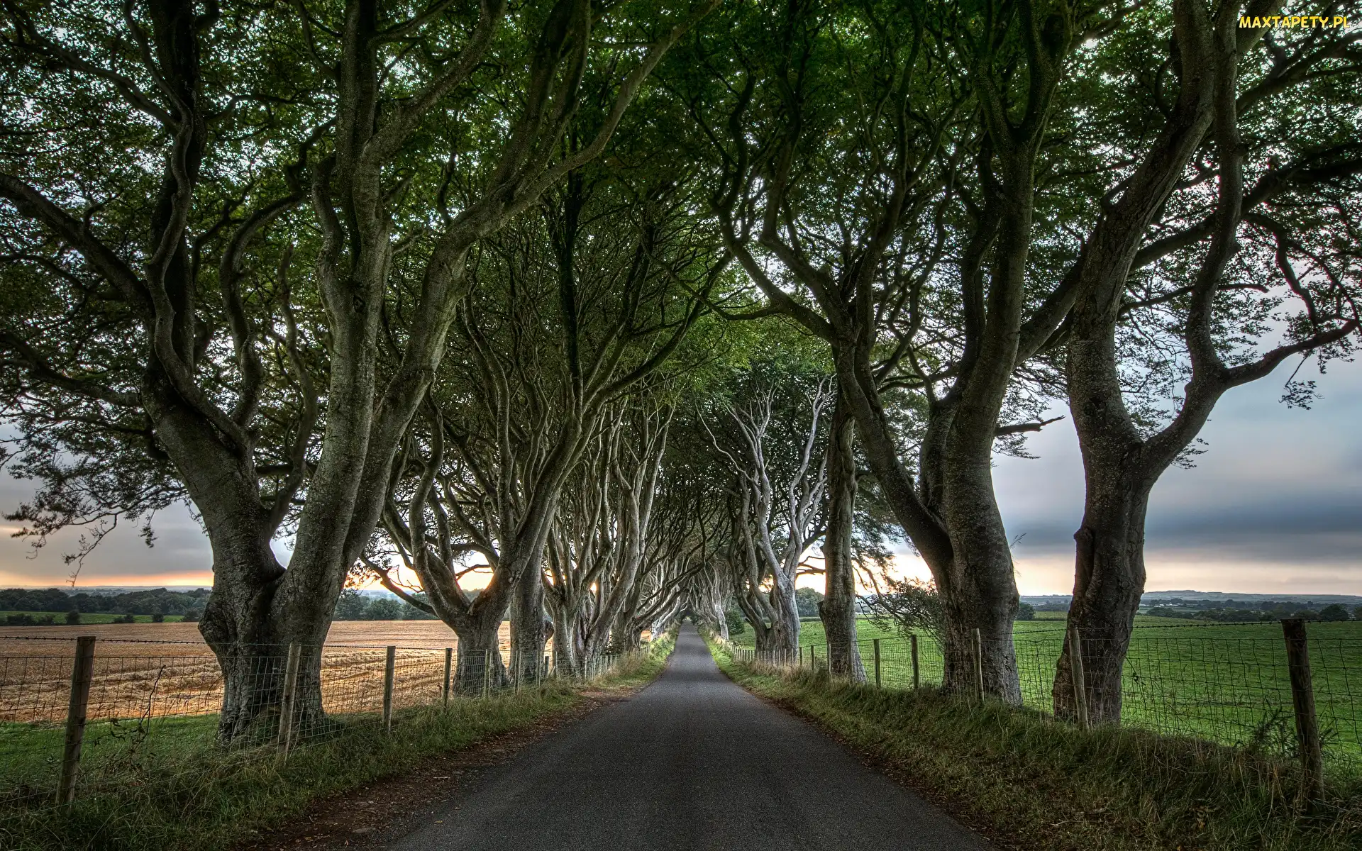 Pola, Buki, Droga, Drzewa, Dark Hedges, Ogrodzenie, Irlandia Północna, Aleja