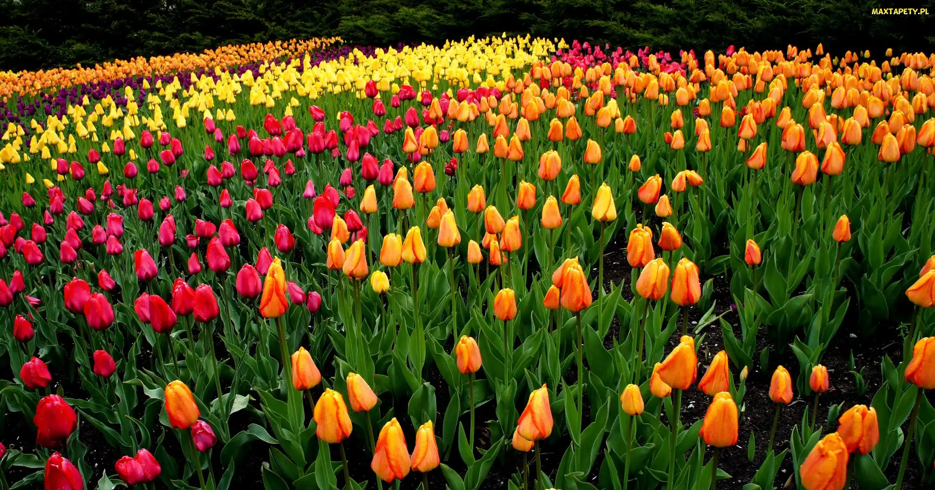 Różnokolorowe, Tulipany