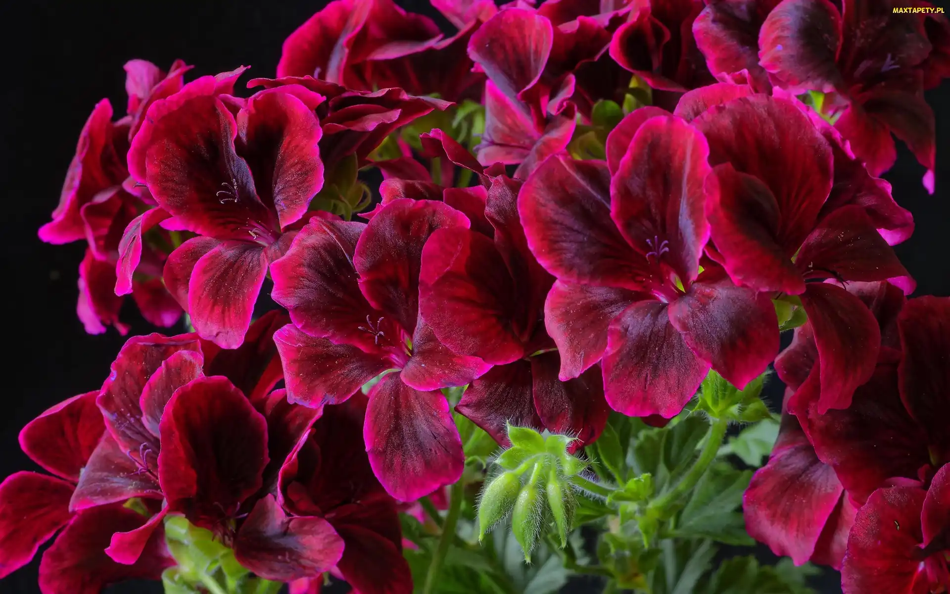 Kwiaty, Pelargonia, Bordowe
