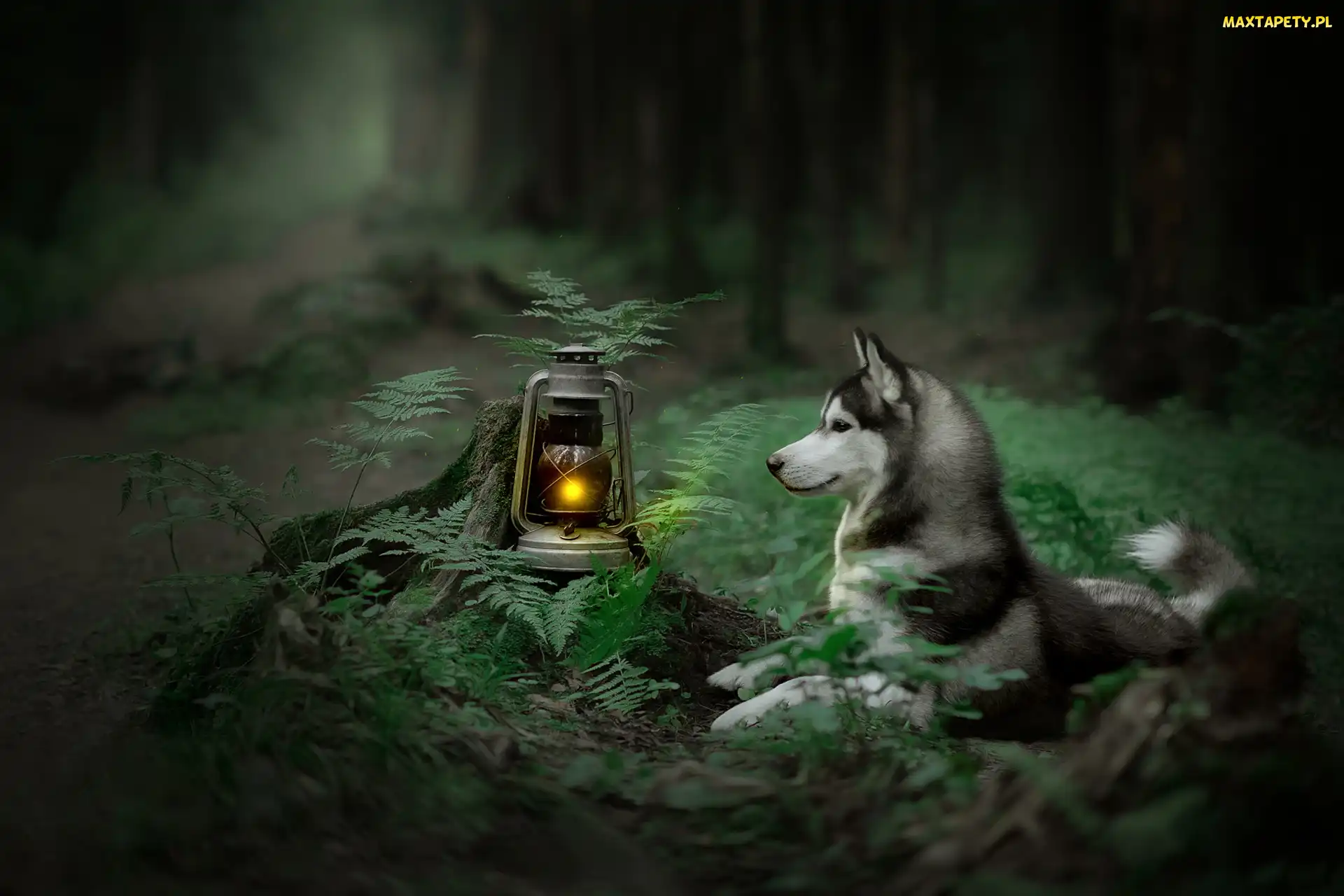 Lampa naftowa, Siberian husky, Pies, Paprocie