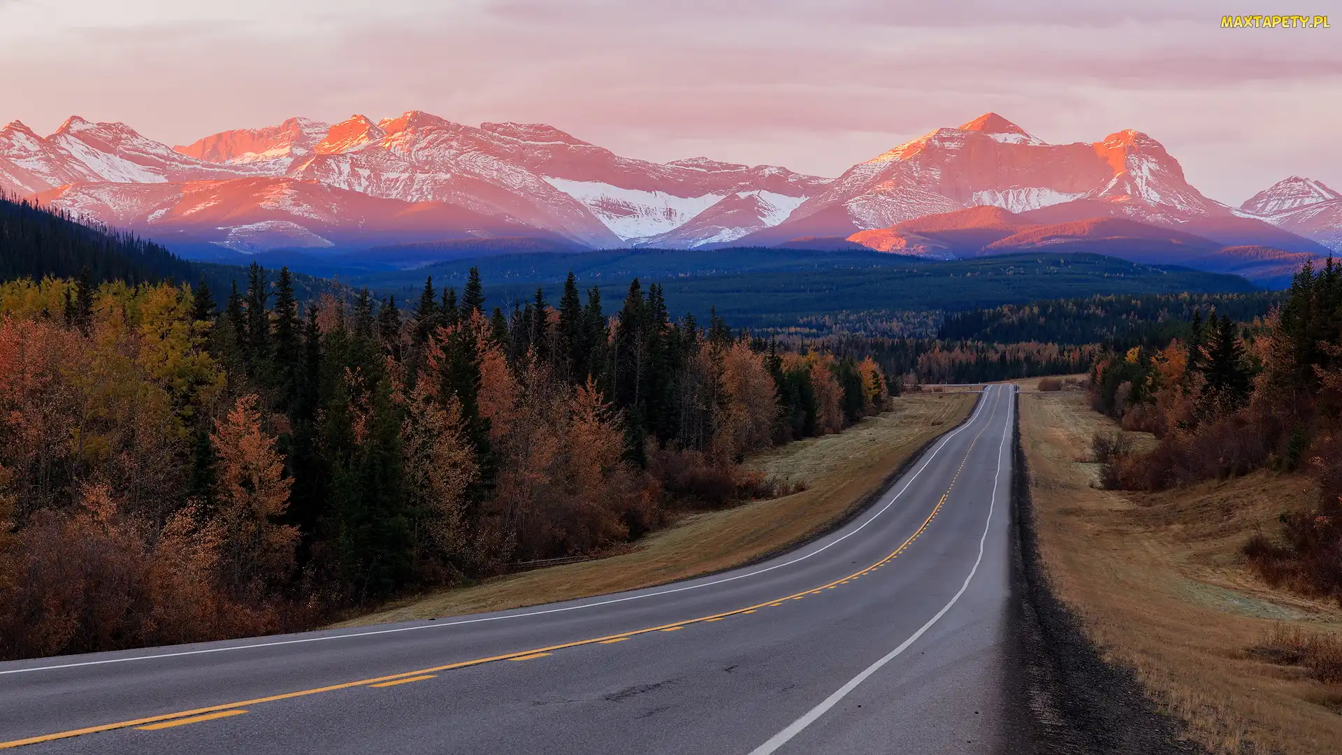 Kanada, Alberta, Góry Skaliste, Droga, Lasy, Drzewa