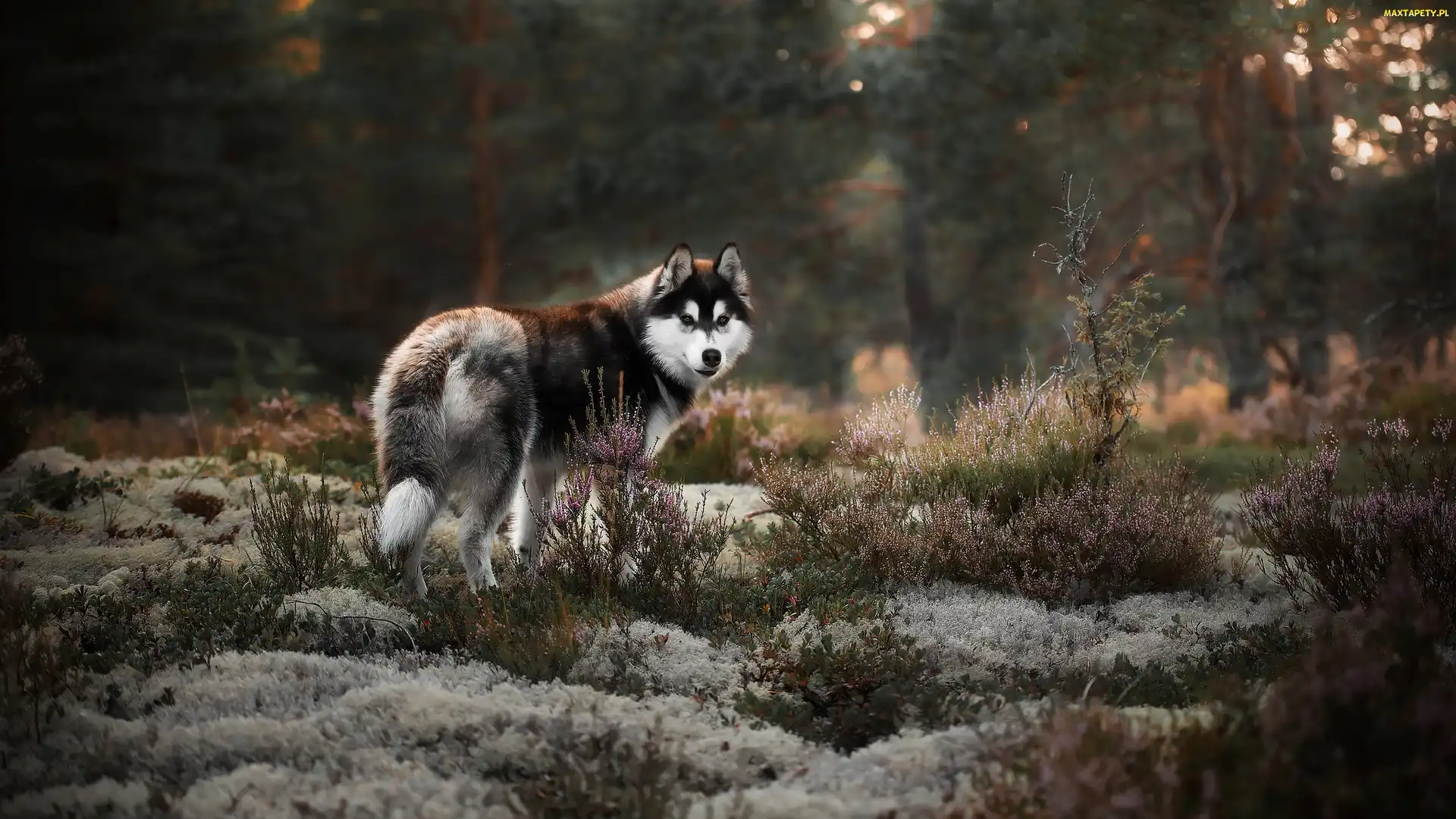 Alaskan malamute, Wrzosy, Pies