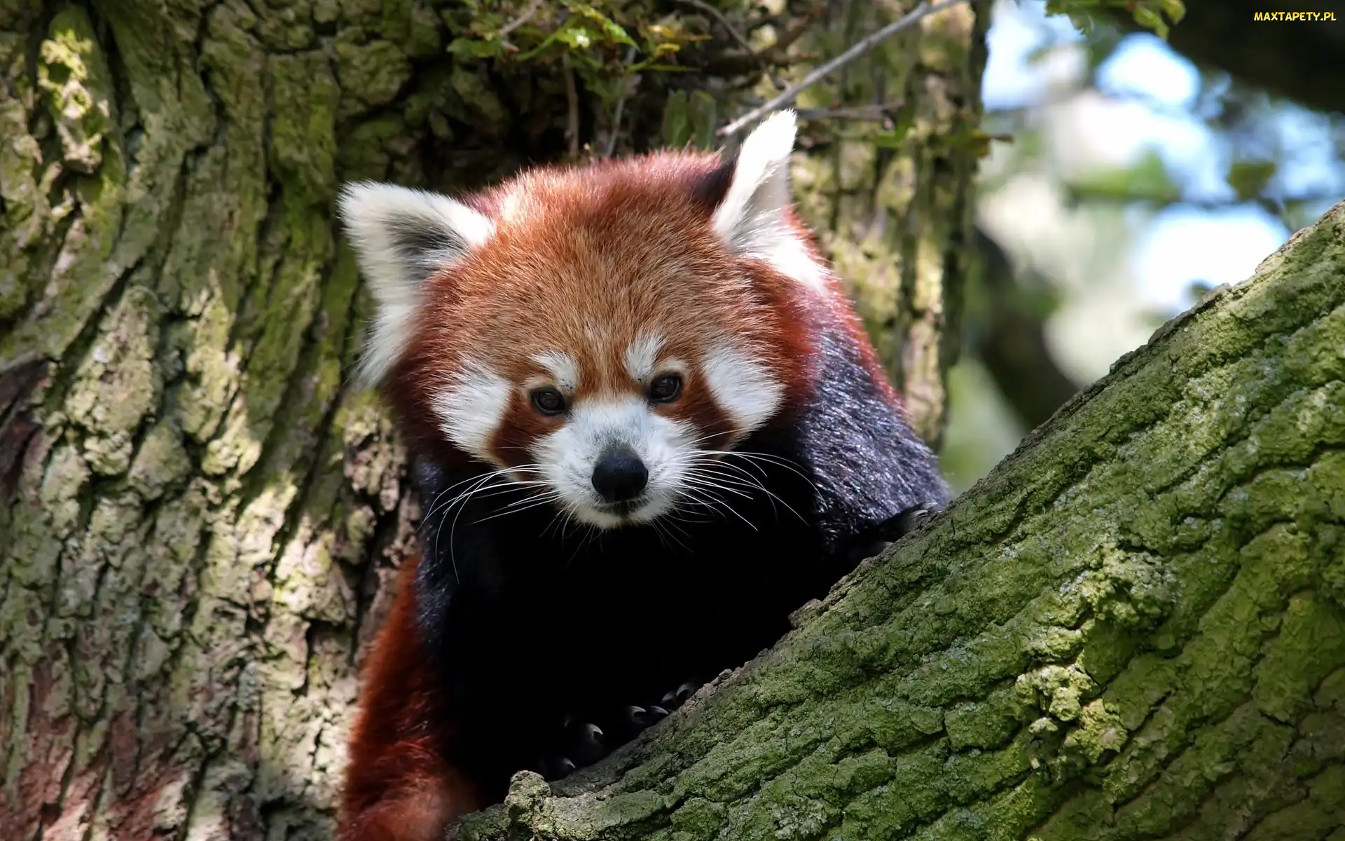 Pandka ruda, Konary, Drzewo
